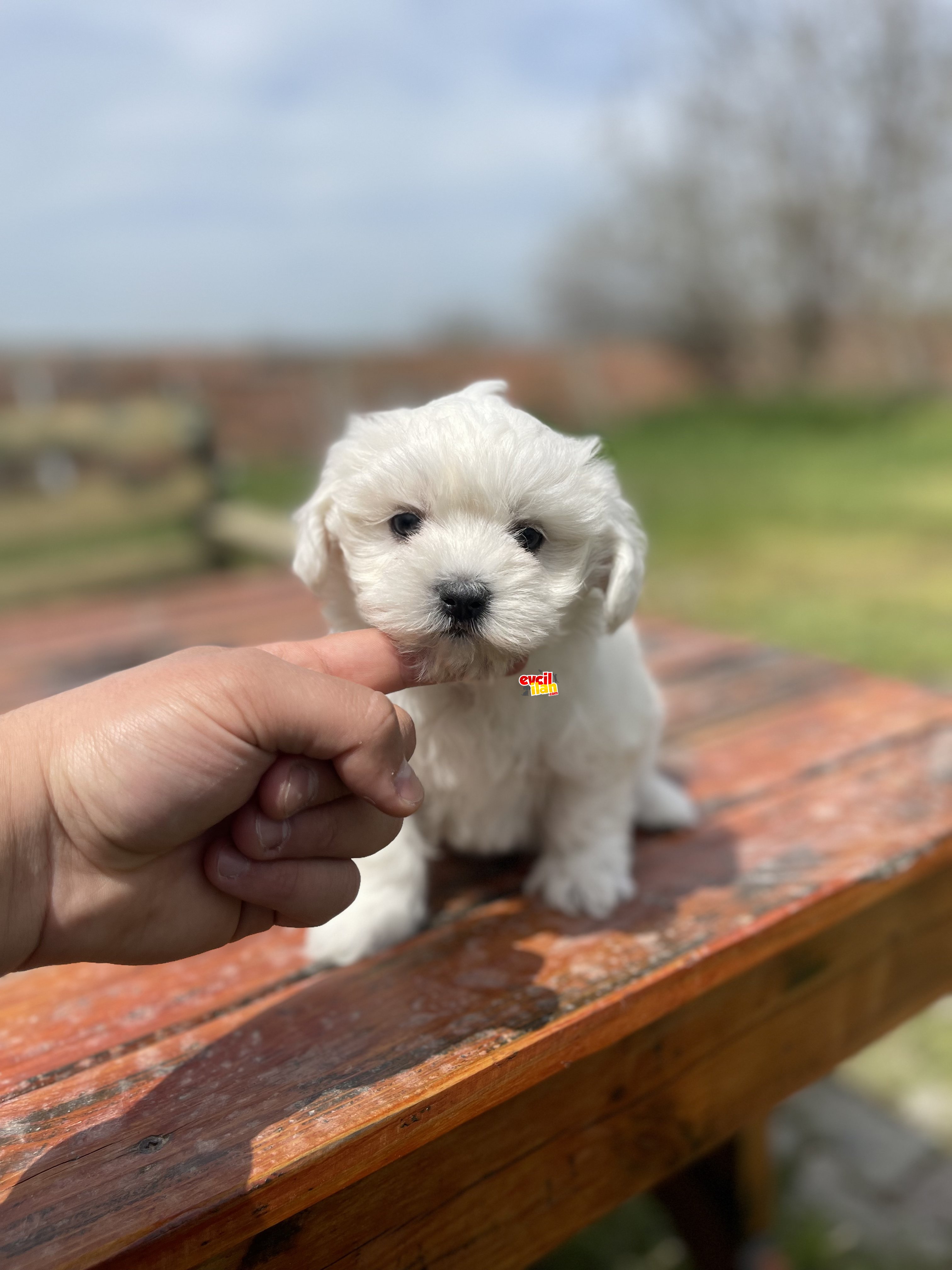 0 Boy Safkan Maltese Yavrularimiz