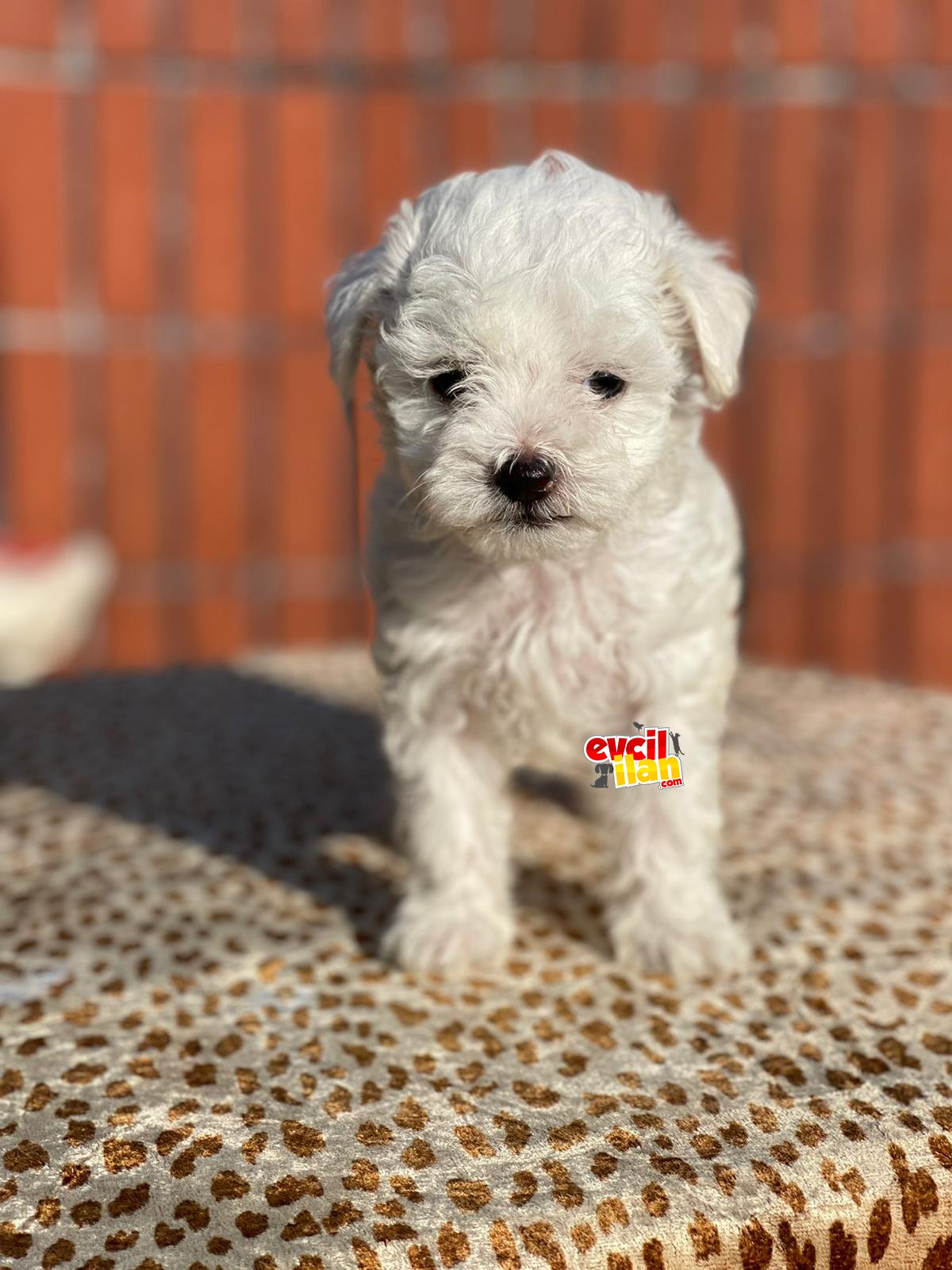 0 Numara Maltese Terrier Yavrularımız