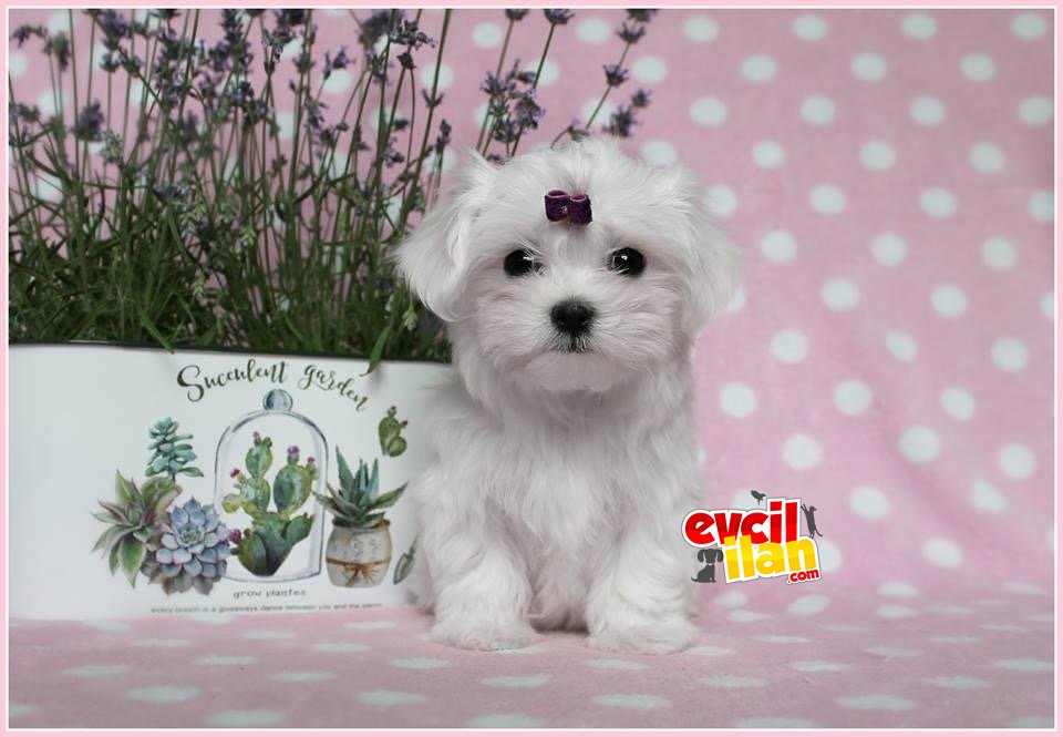 0 Numara Maltese Terrier Yavrularimiz