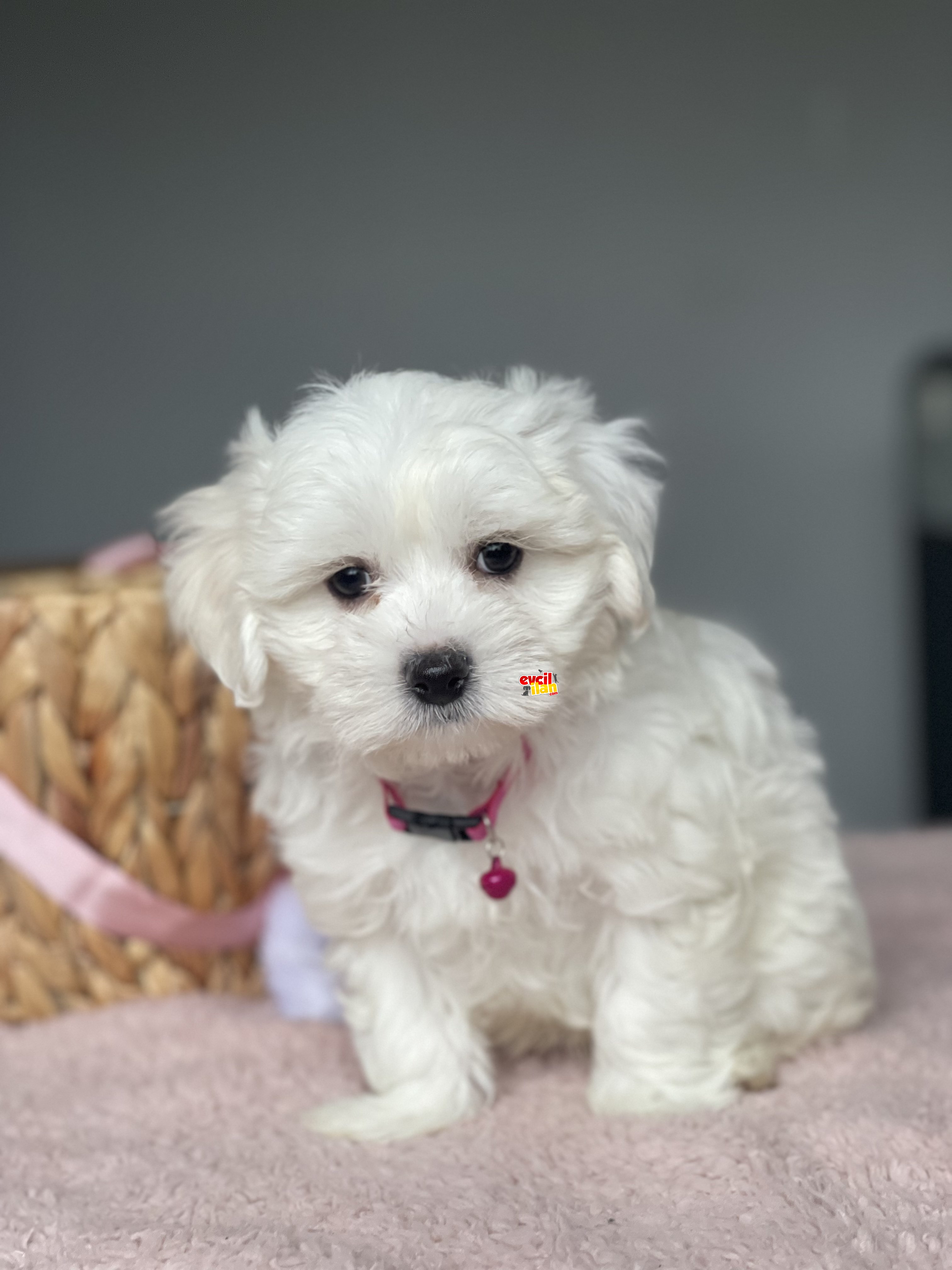 0 Numara Maltese Terrier Yavrularimiz