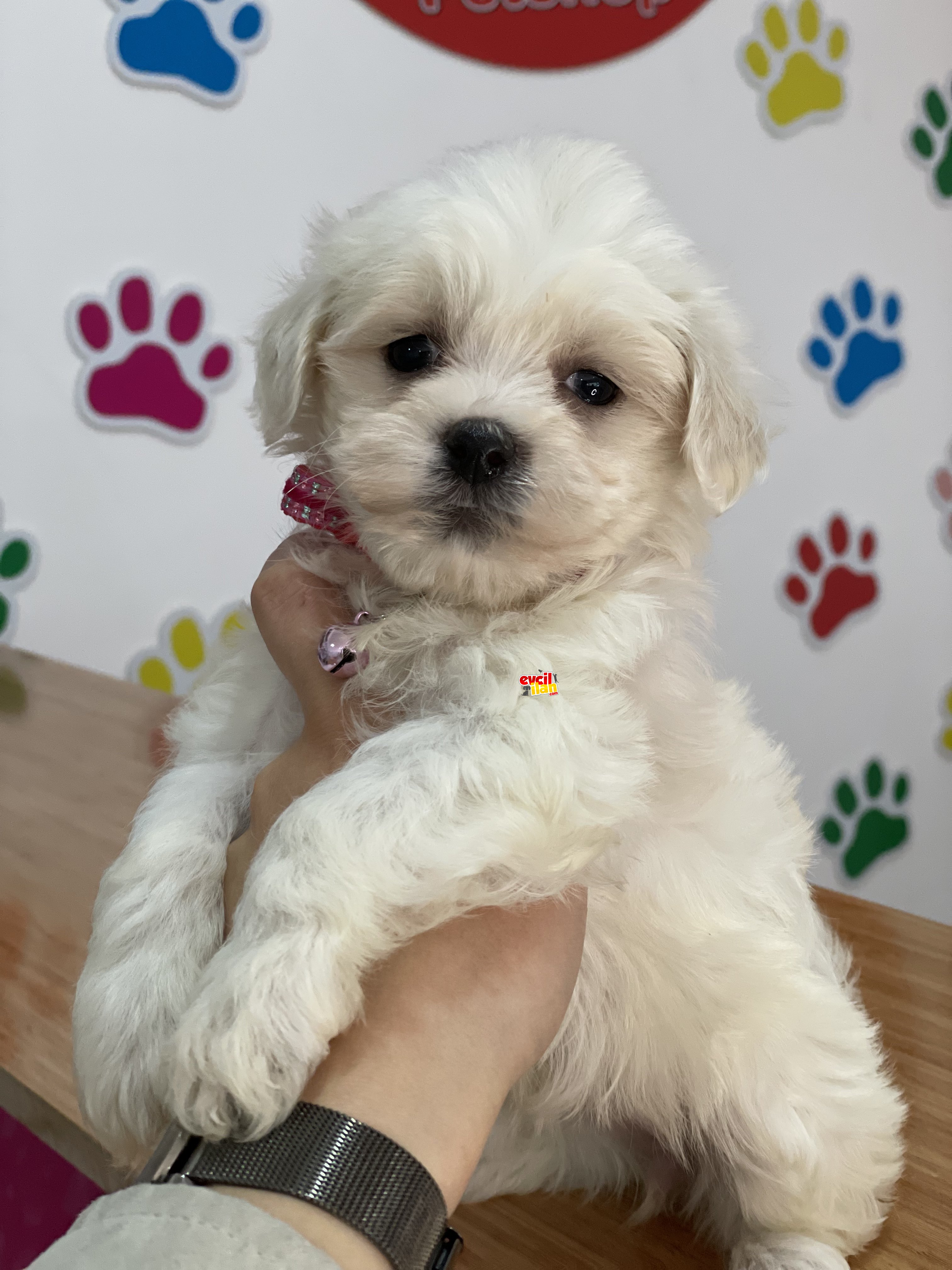 0 numara safkan maltese bebeklerimiz