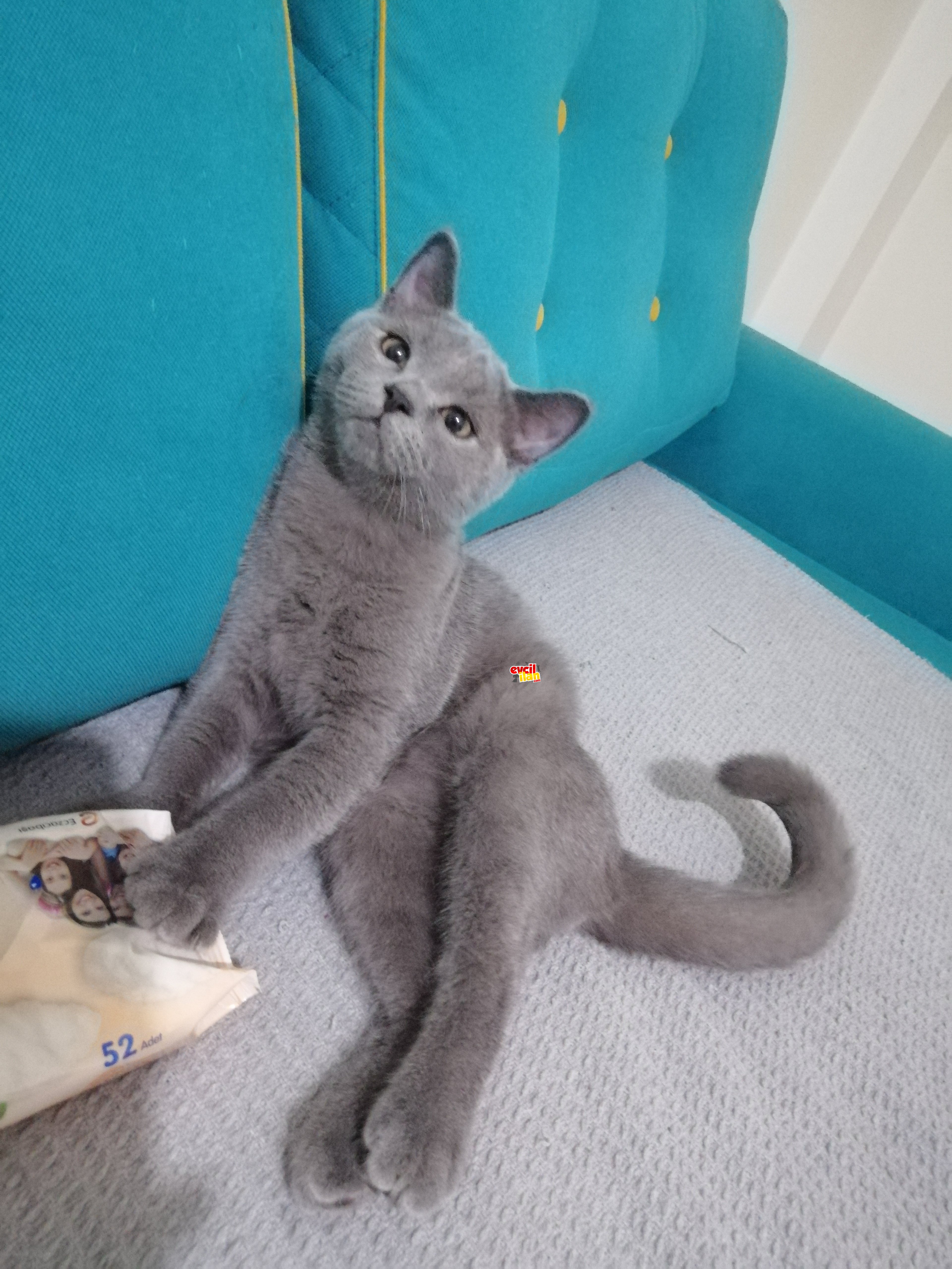 02.03 doğumlu erkek british shorhair