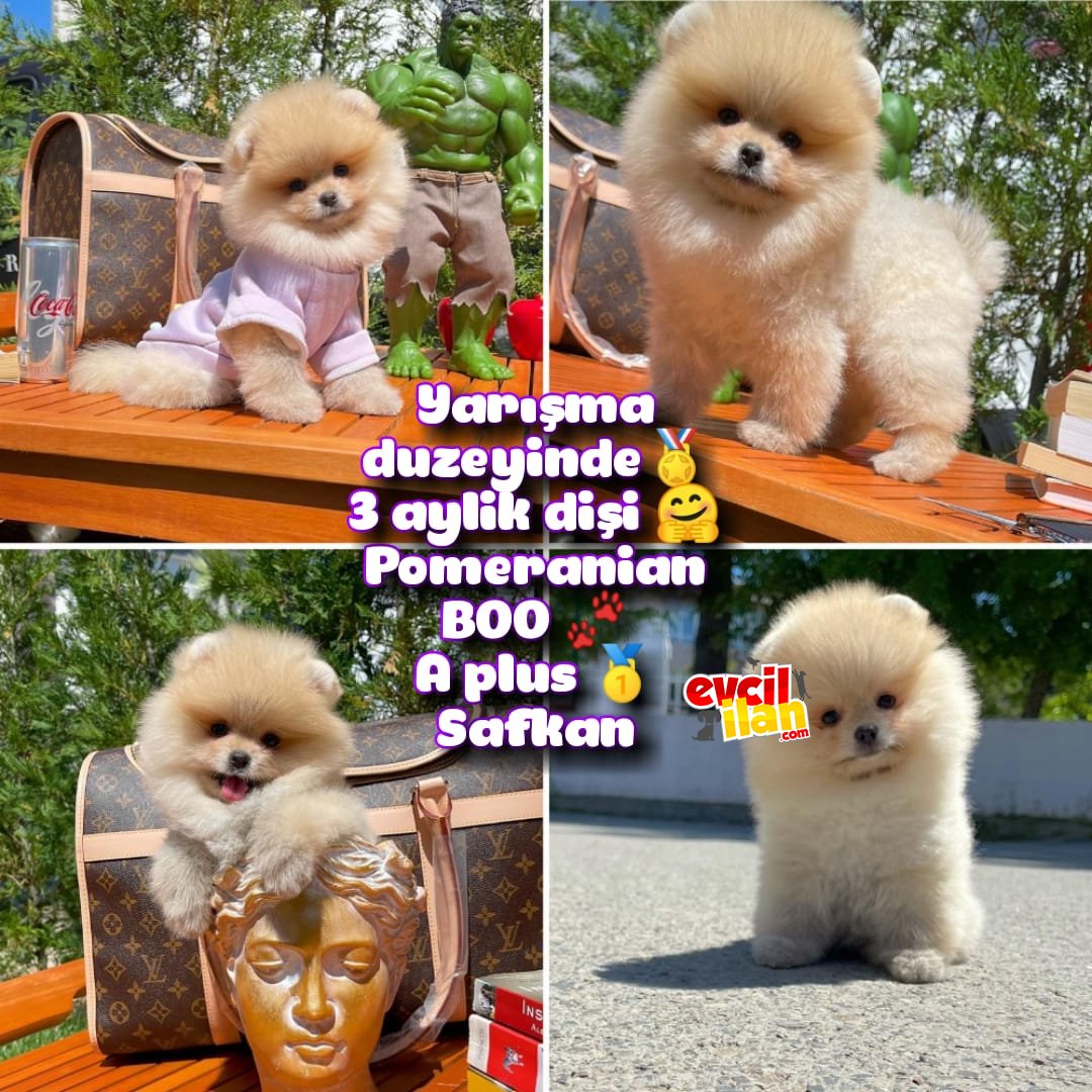 0,65 Mikro burun Yarışma Adayı Safkan Boo Pomeranian yavrupatiler