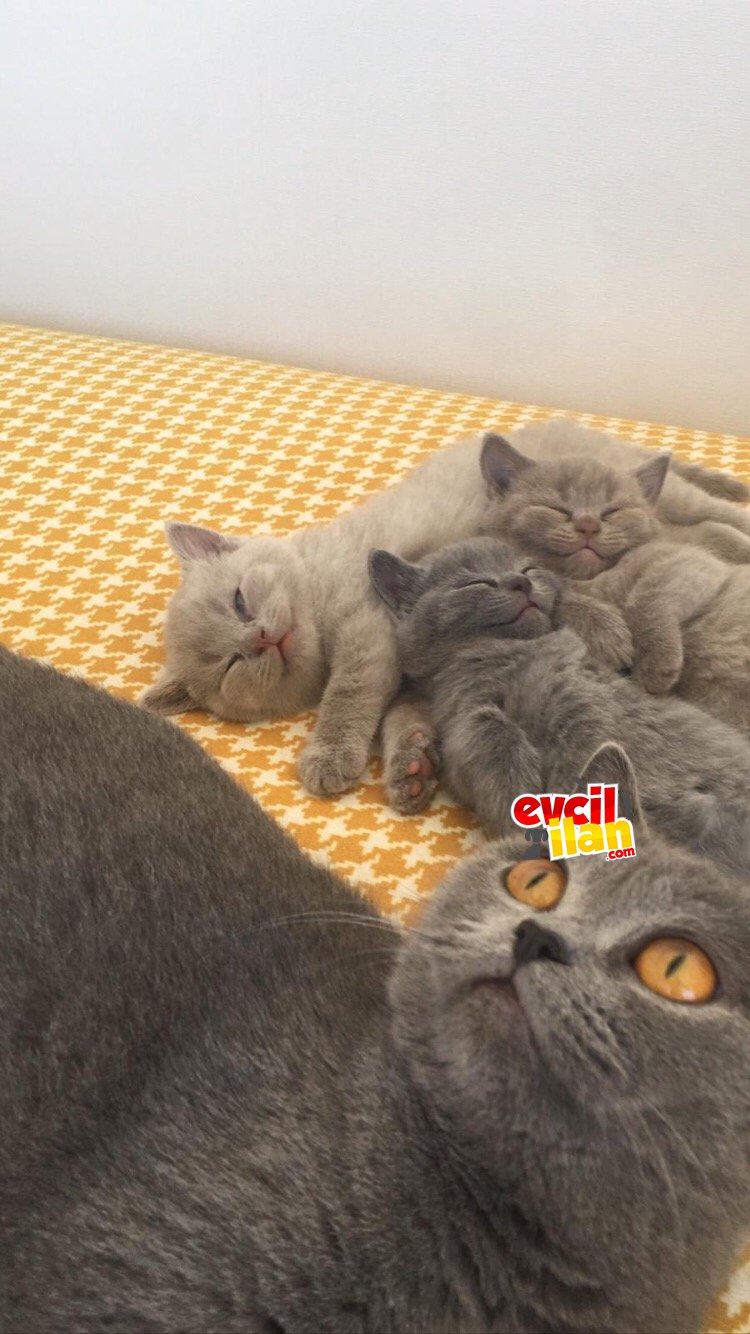 1 aylık ayı sürat safkan düz burun