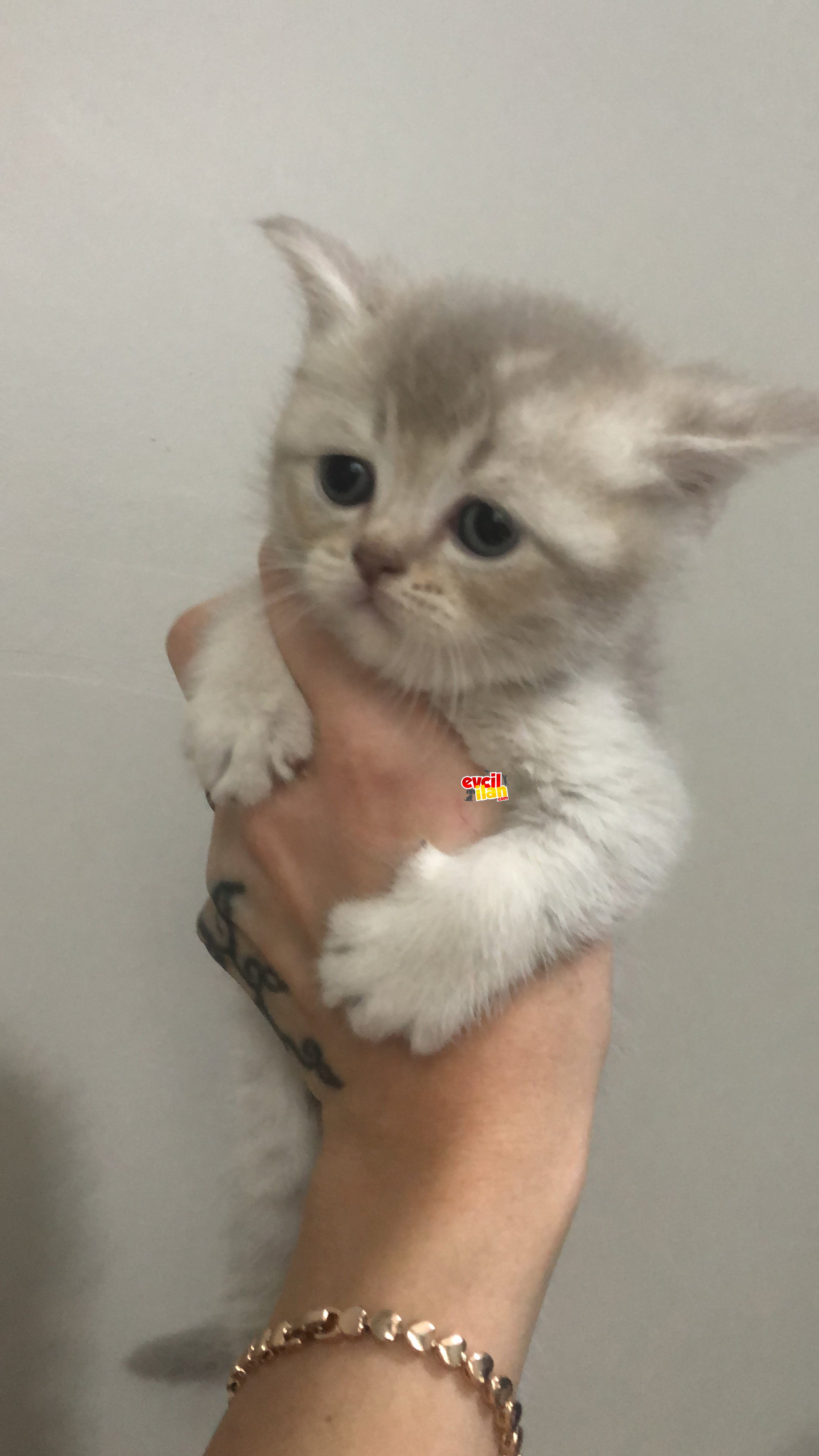 1 aylık british short hair yavrular