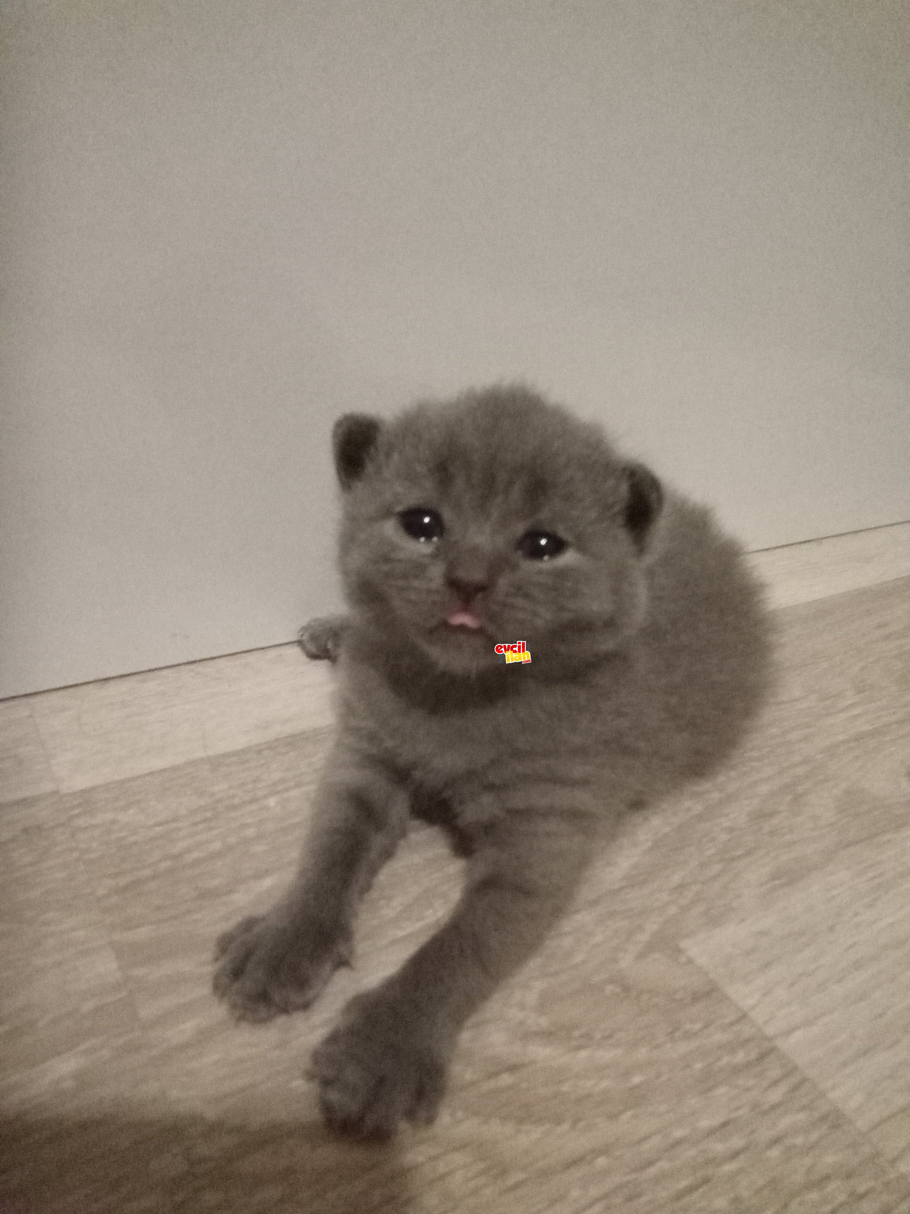 1 AYLIK BRİTİSH SHORTHAİR KEDİMİZE YUVA ARIYORUZ.