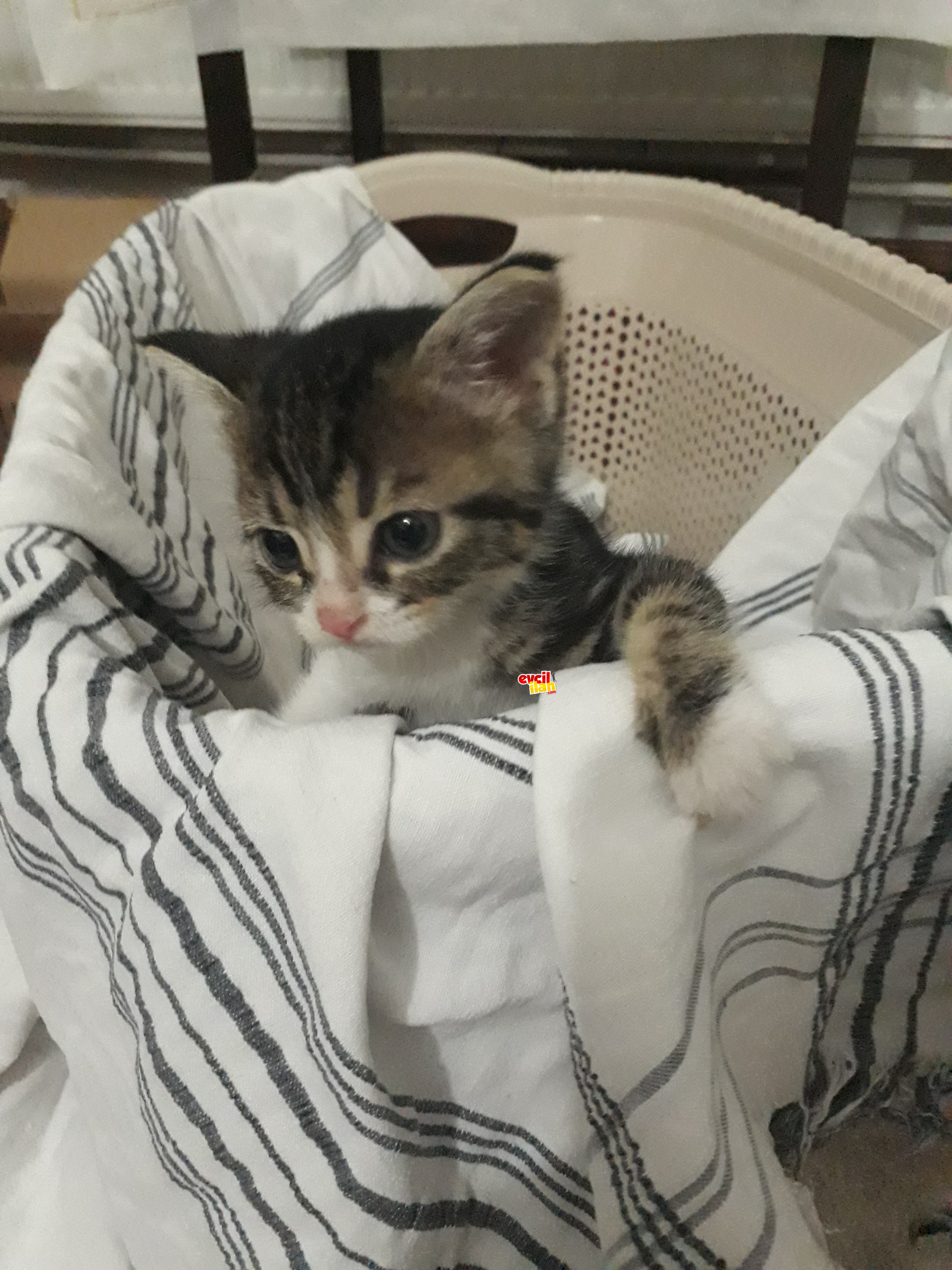 1 aylık erkek bebek acilll yuva