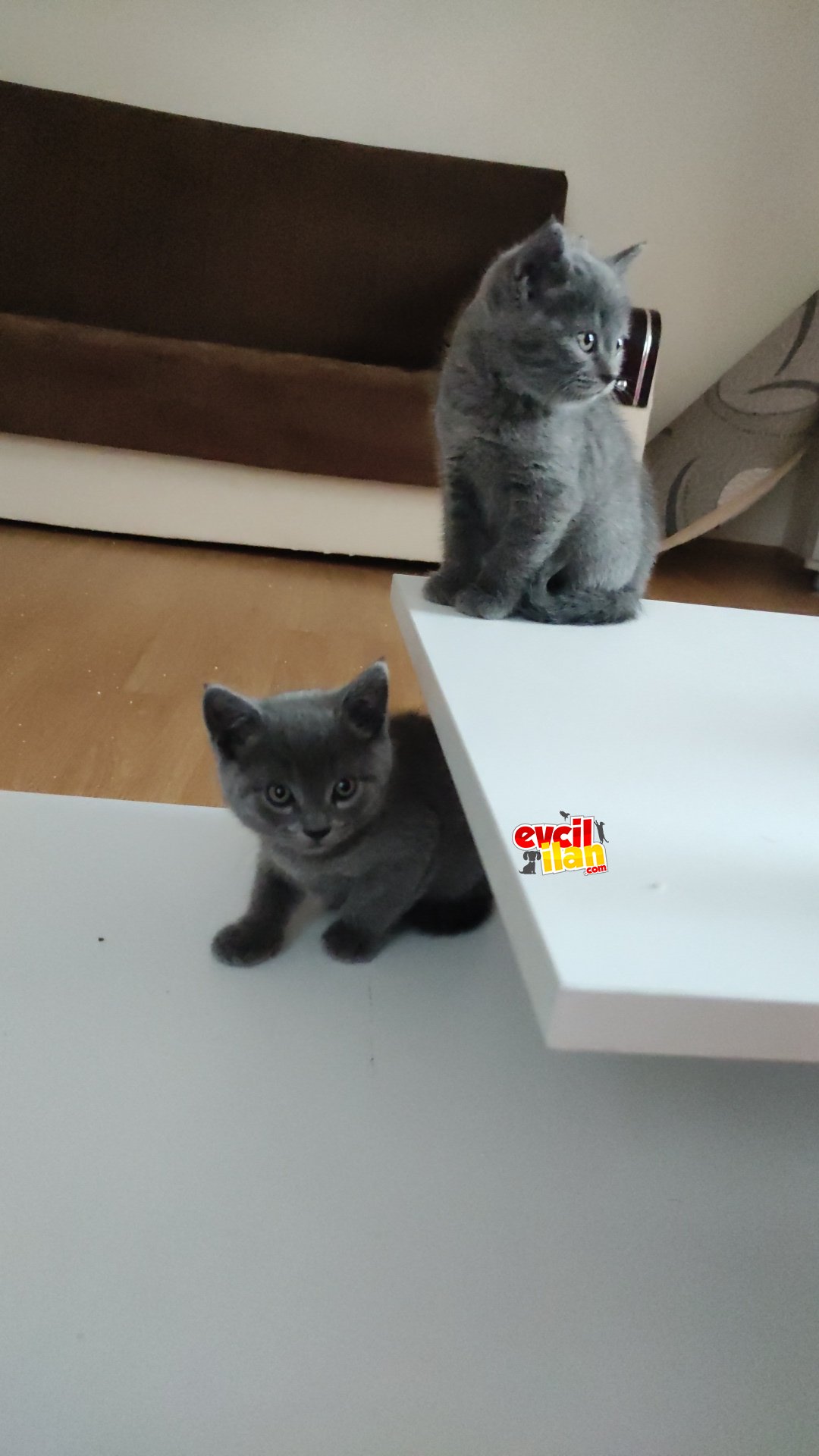 1 aylık