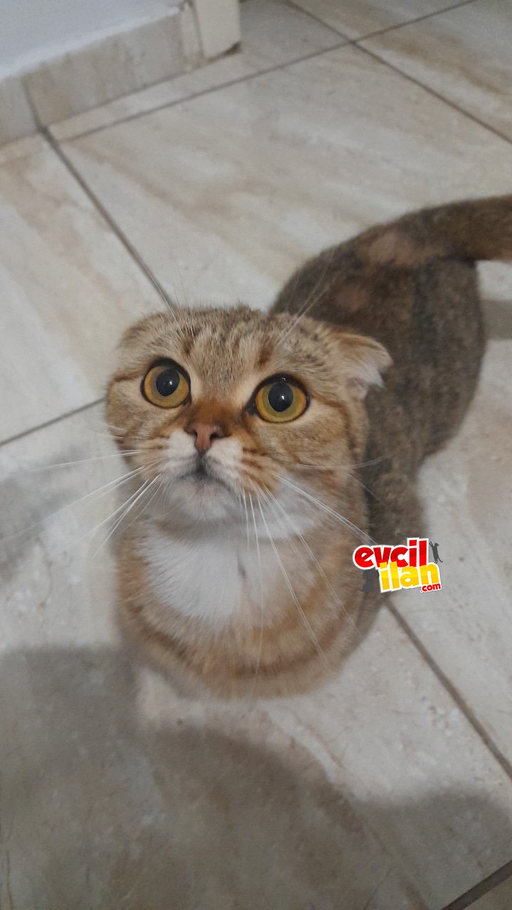 1 buçuk yaşında dişi kedi