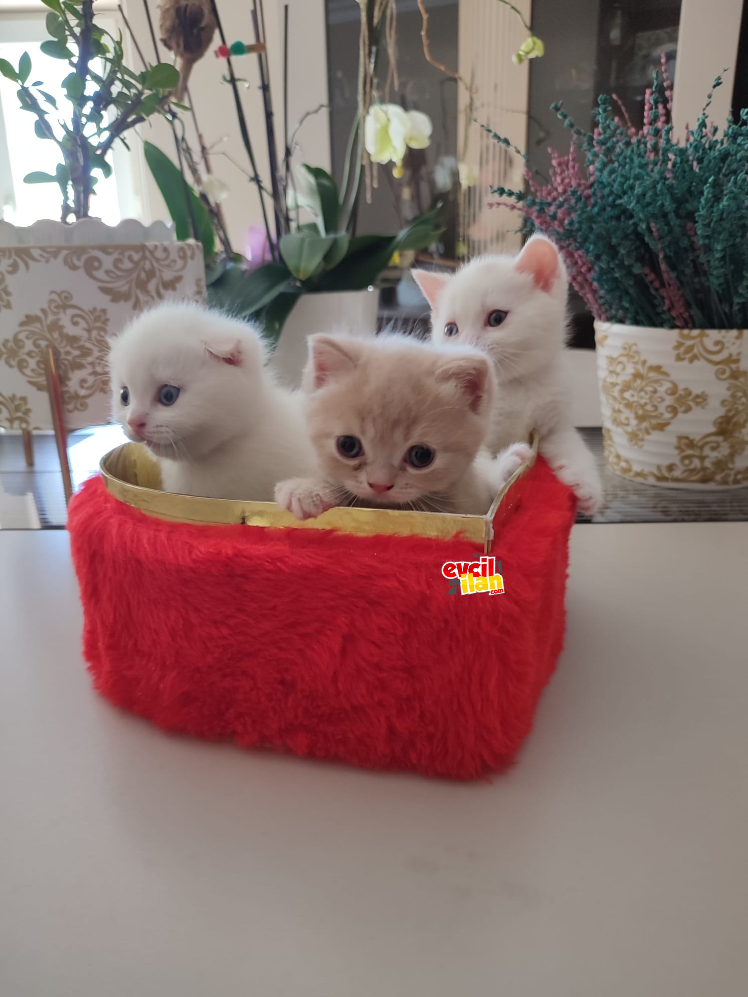 1 HAZİRAN DOĞUMLU FISTIKLAR