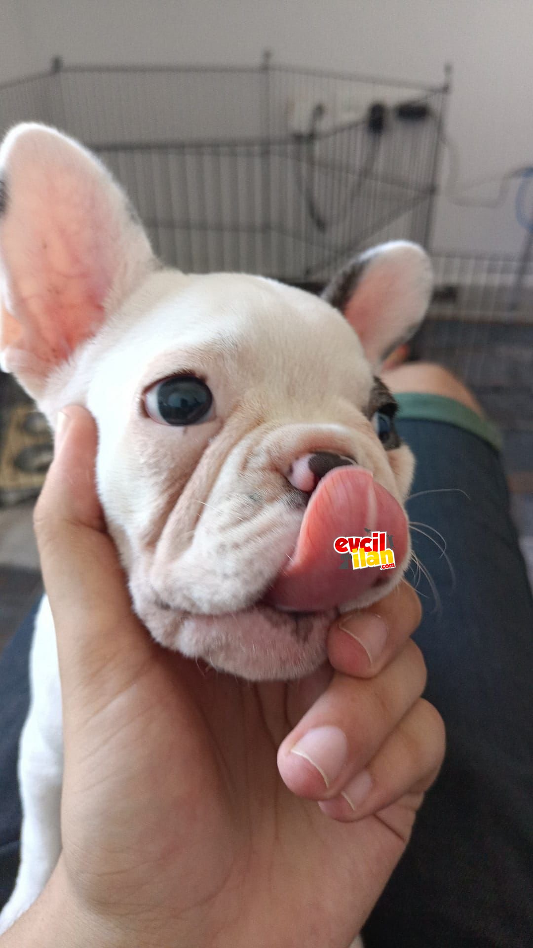 1 Mayıs Doğumlu French Bulldog yavrumuz