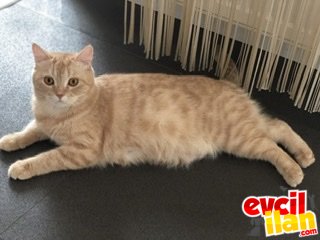 1 yaşında bal rengi kızımıza yuva