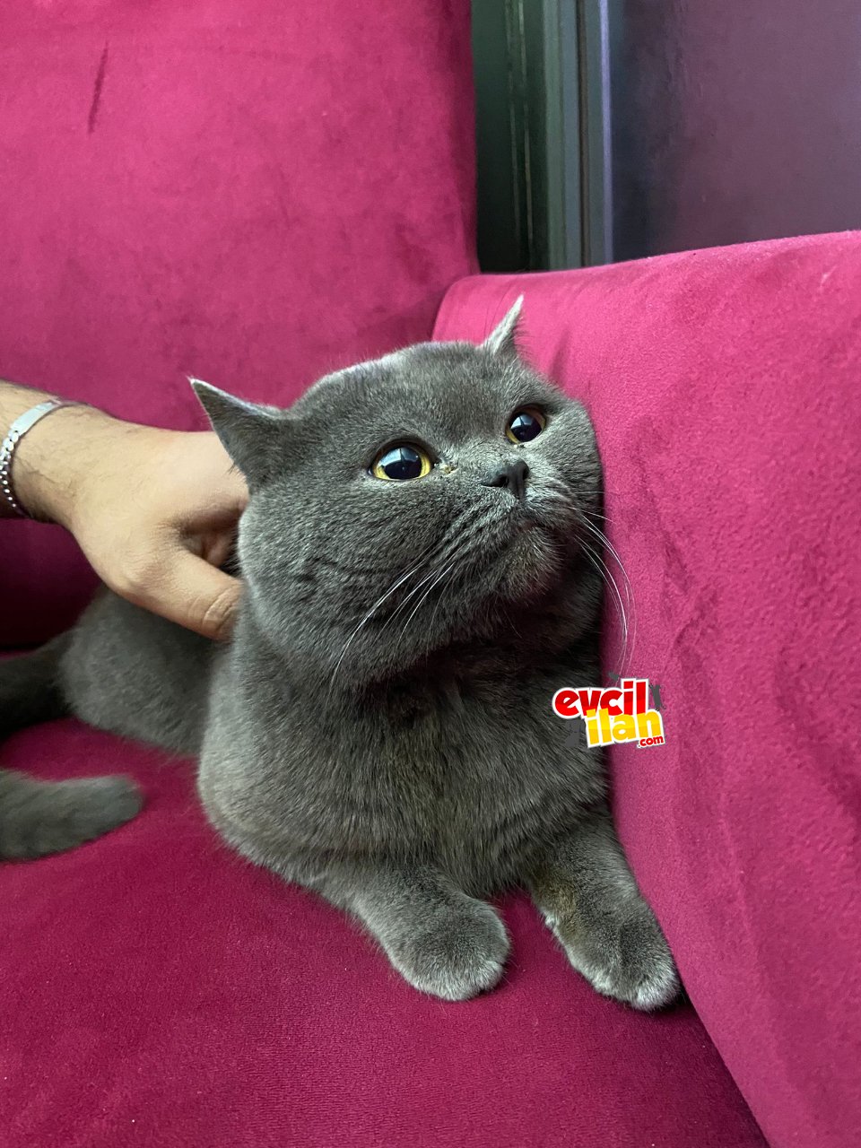 1 yaşında British shorthair erkek kedi