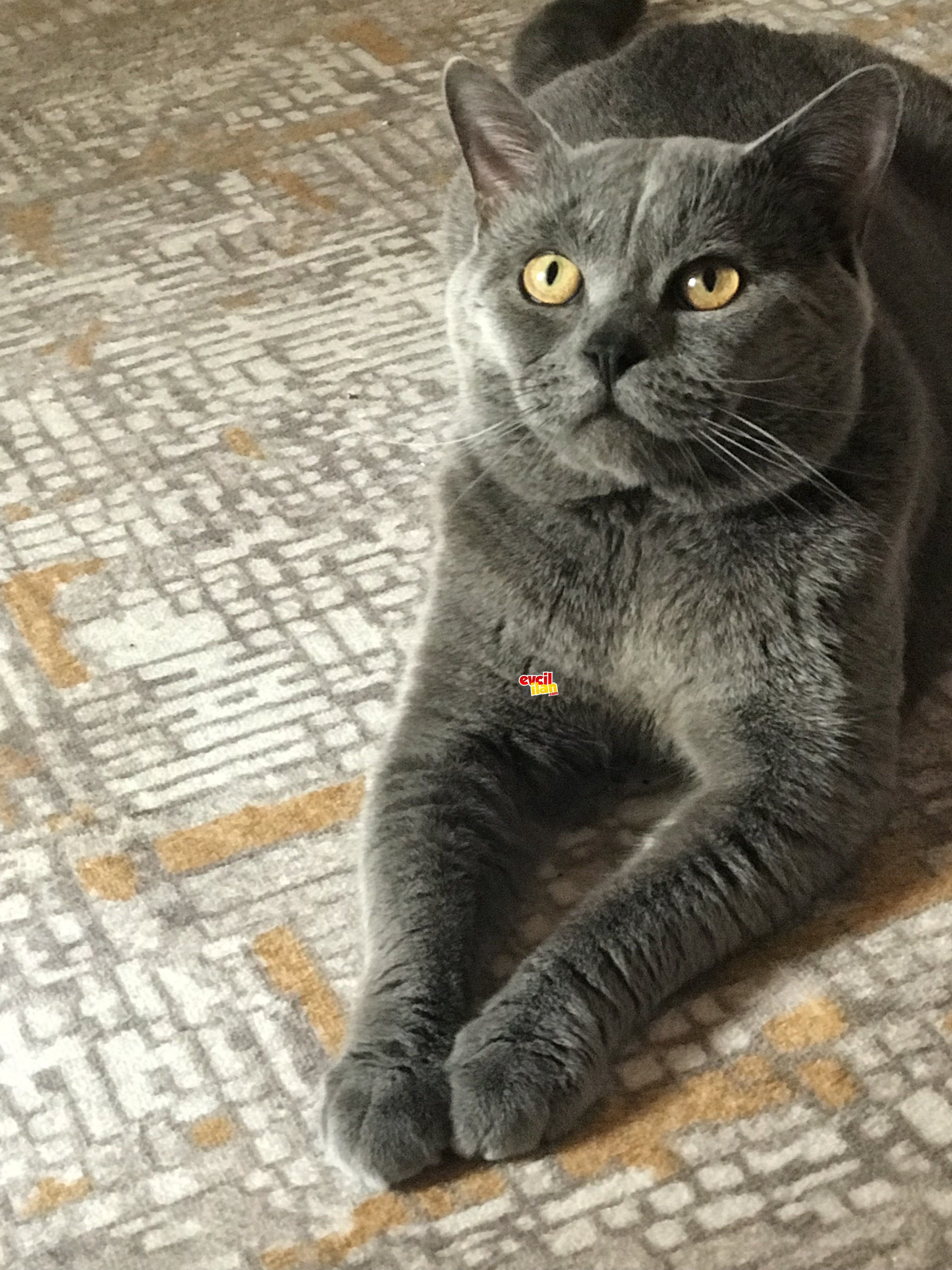 1 yaşında british shorthair oğlum