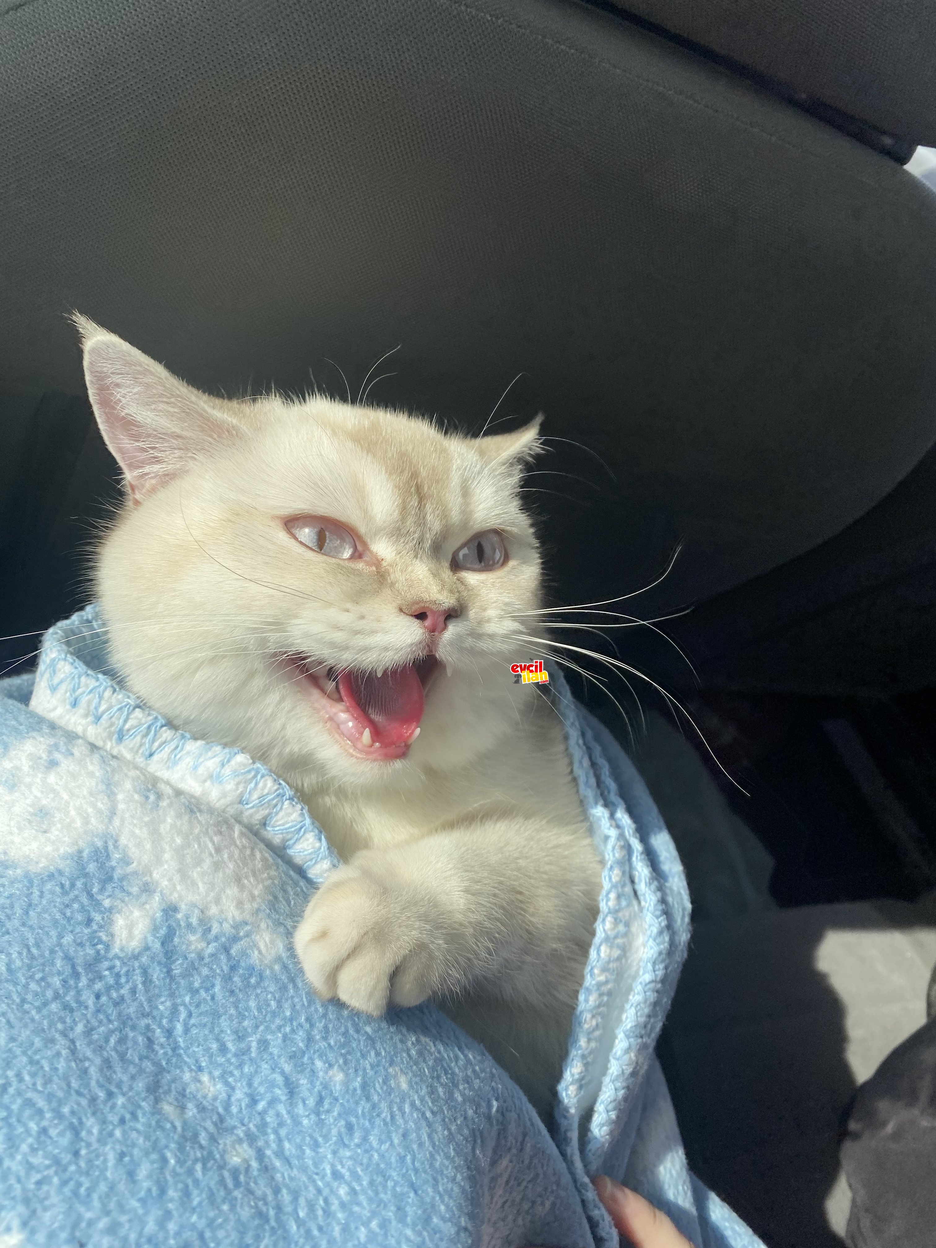 1 yasinda british shorthair
