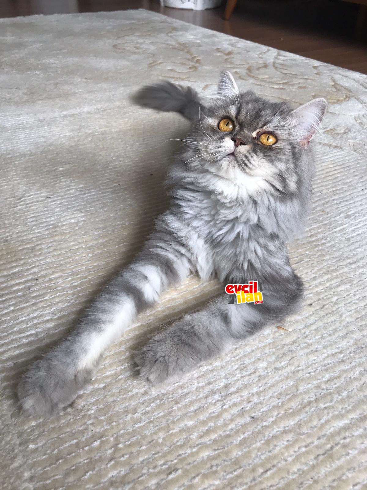 1 yaşında Chincilla DİŞİ