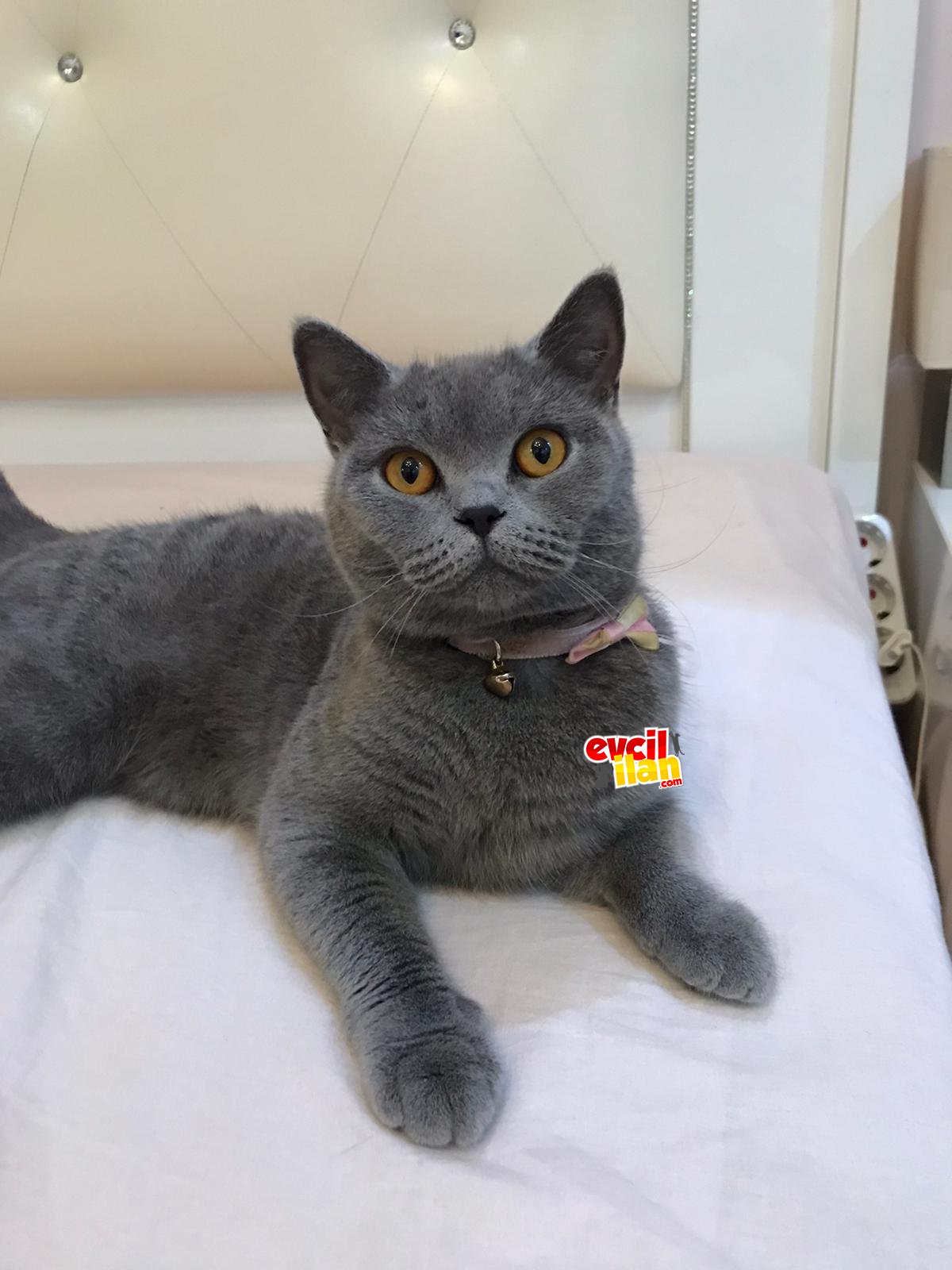 1 yaşında dişi bristish shorthair