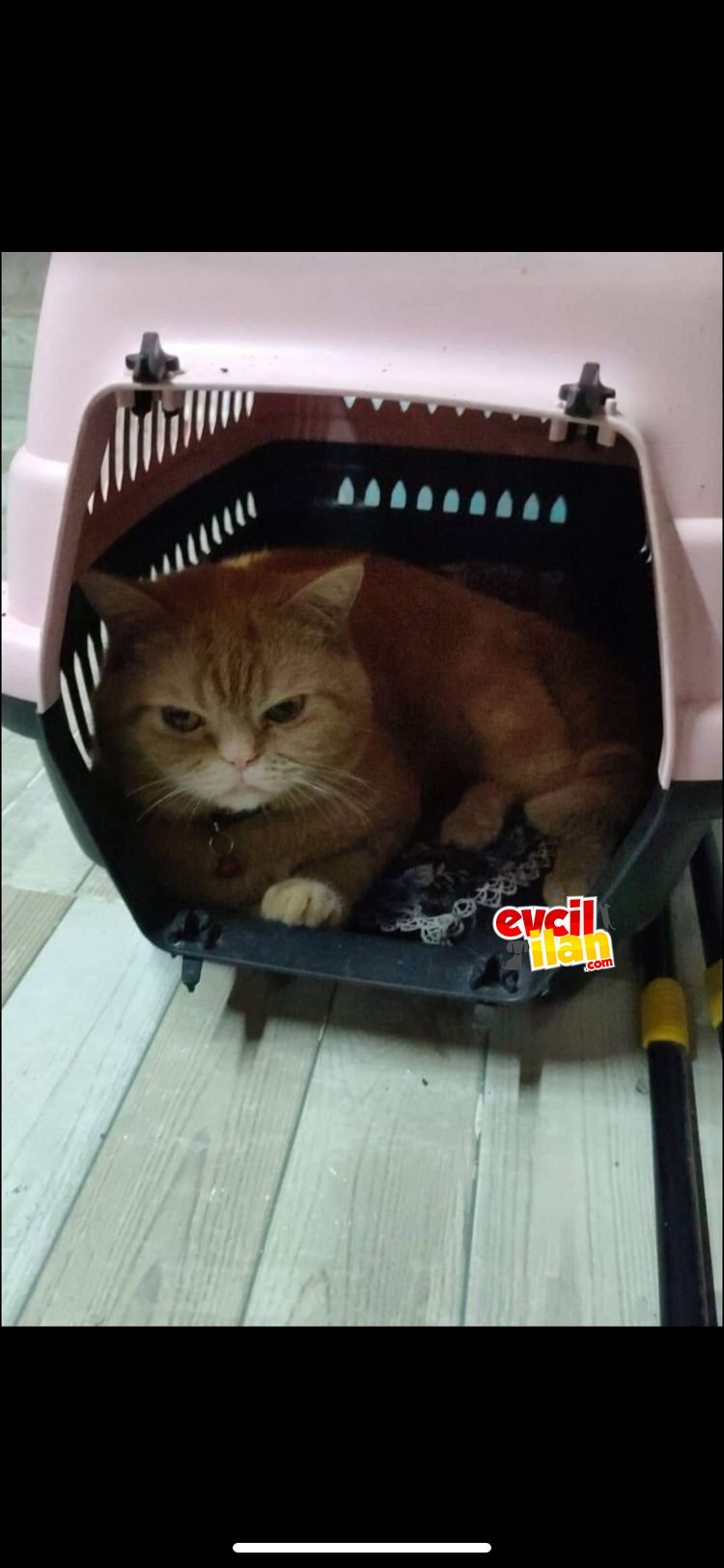 1 yaşında erkek sarman british shorthair 