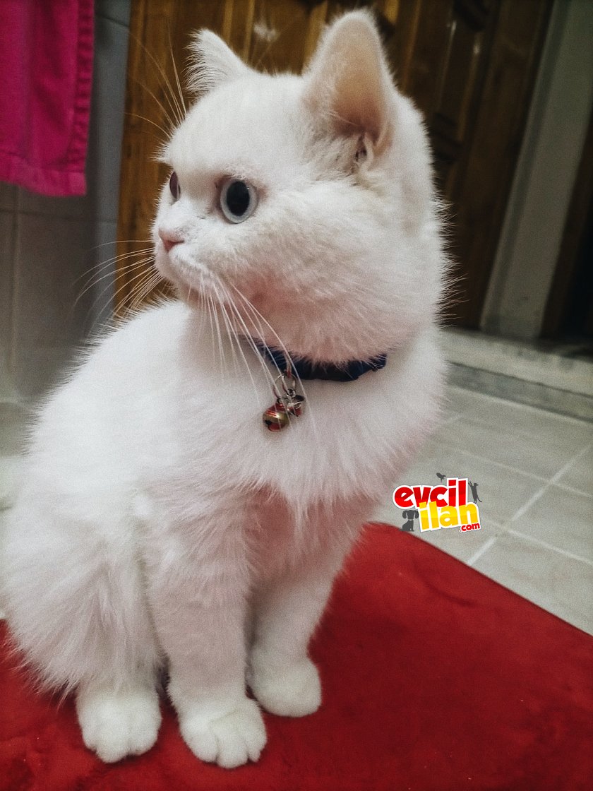 1 yaşında erkek ve oldukça uysal çocuk ????