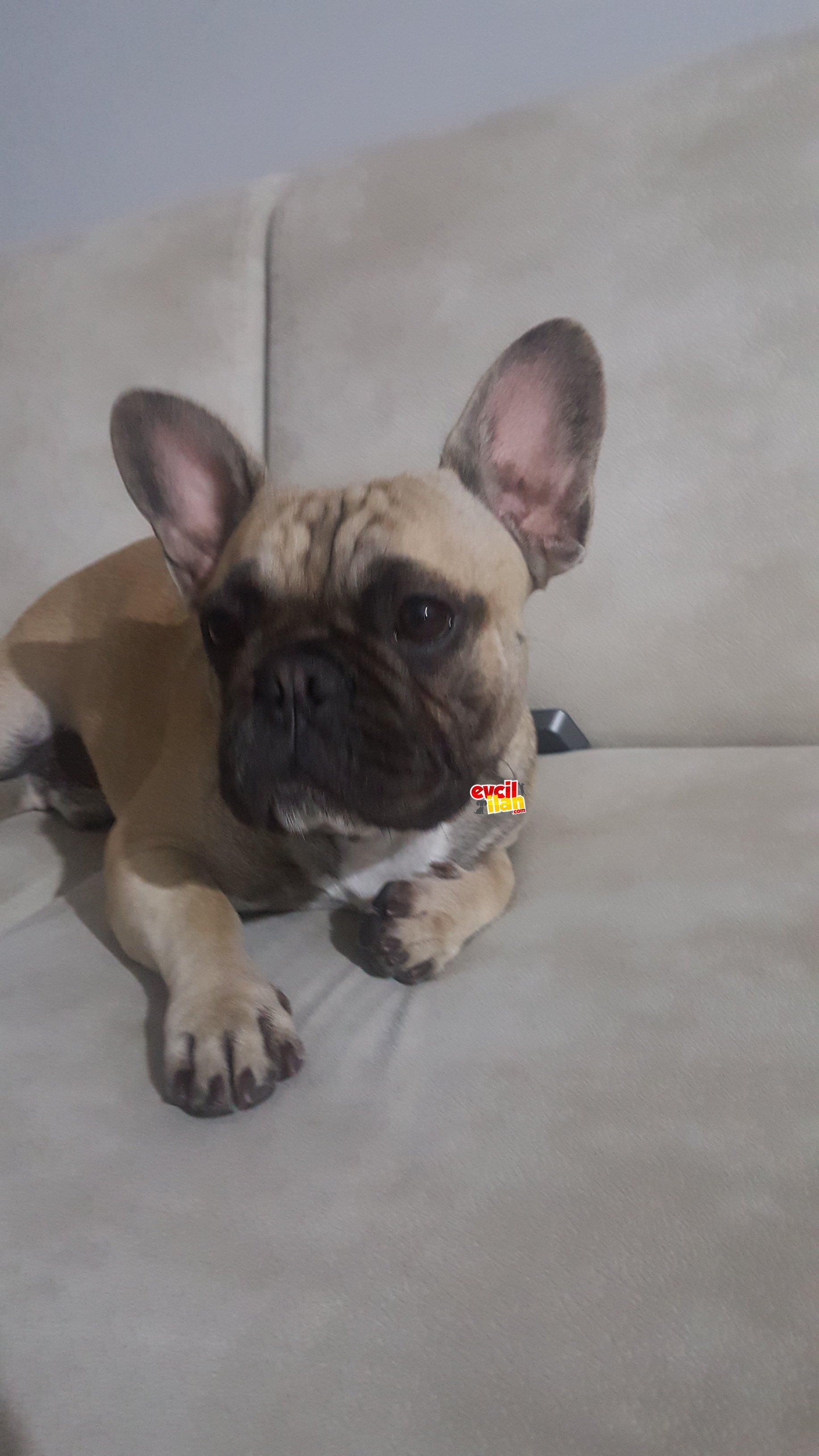 1 Yaşinda French Bulldog Erkek Sıfır Burun Sıfır Kuyruk