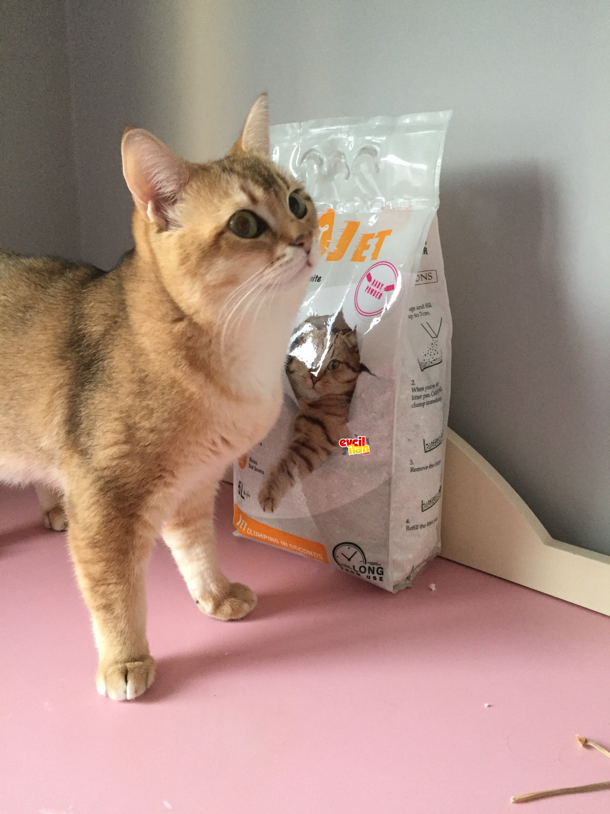 1 yaşında Ny 11 golden Erkek kedi