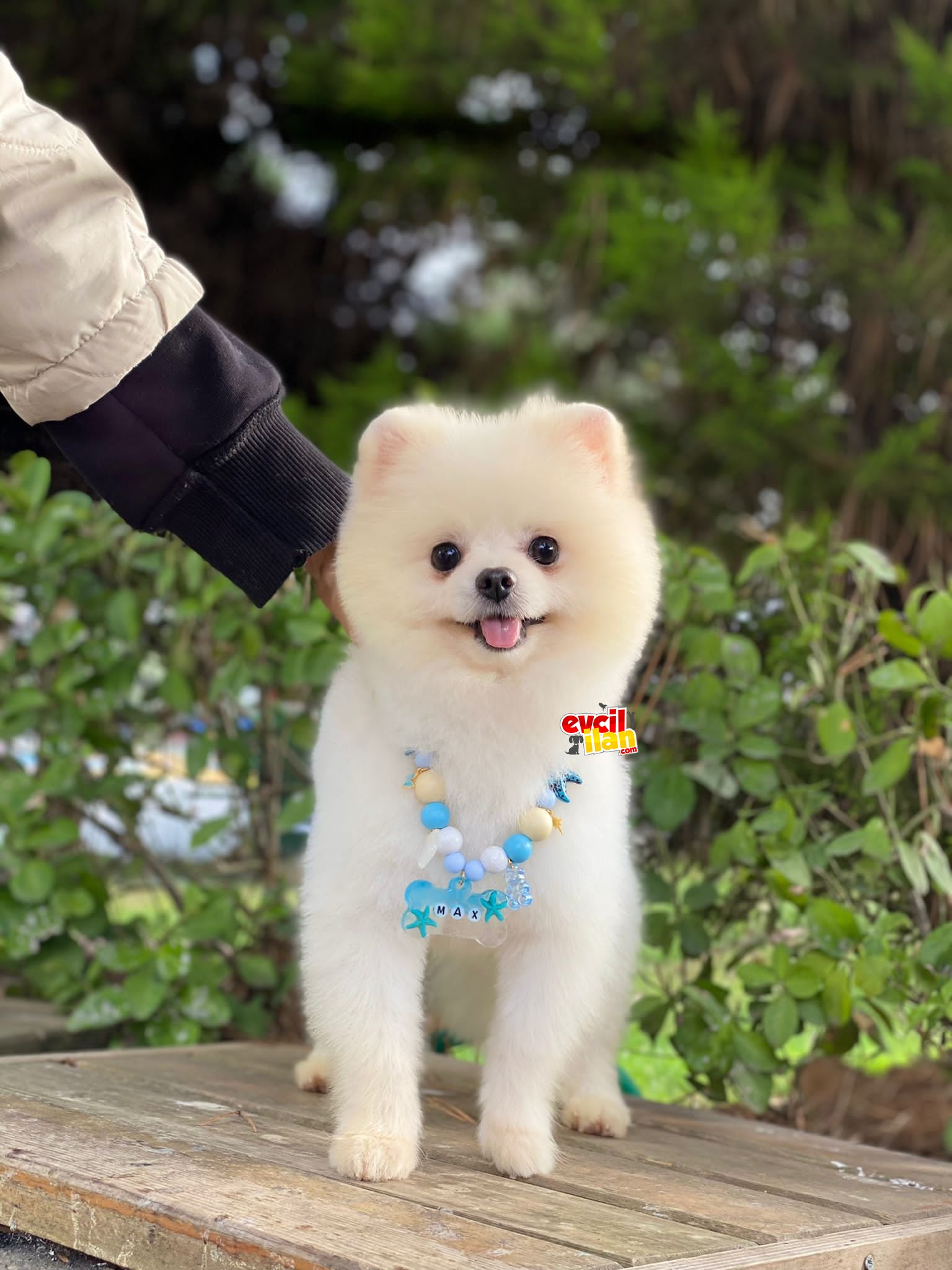 1 Yaşında Orjinal Pomeranian Boo 