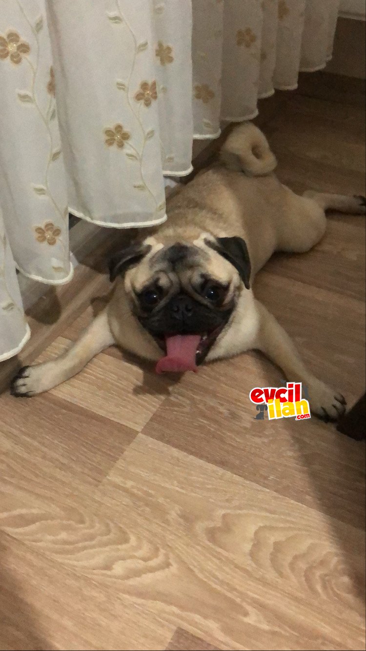 1 yaşında safkan pug yavrumuz