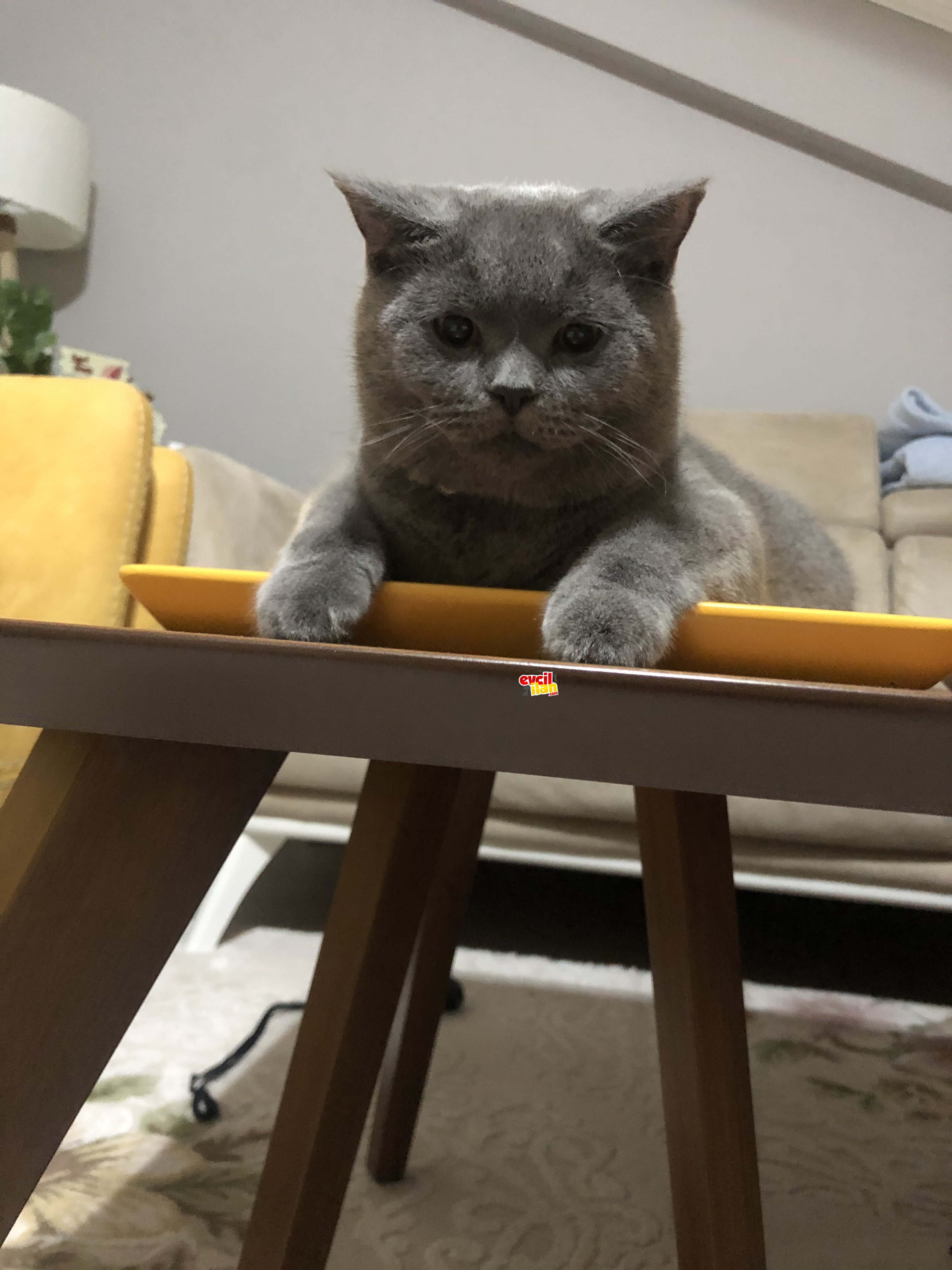 1 yaşındaki oğlum için yuva arıyorum