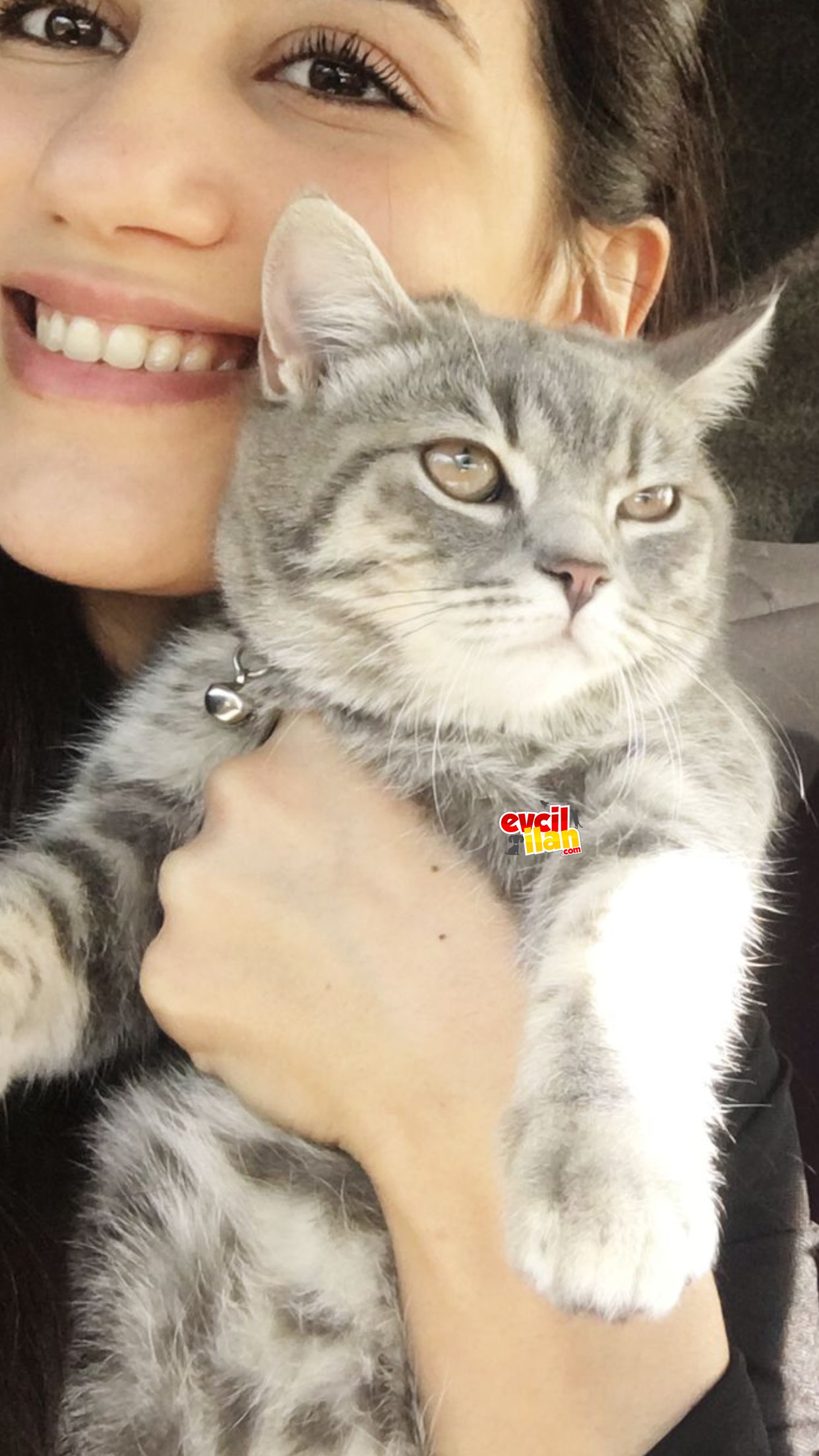 10 aylık Dişi British Shorthair