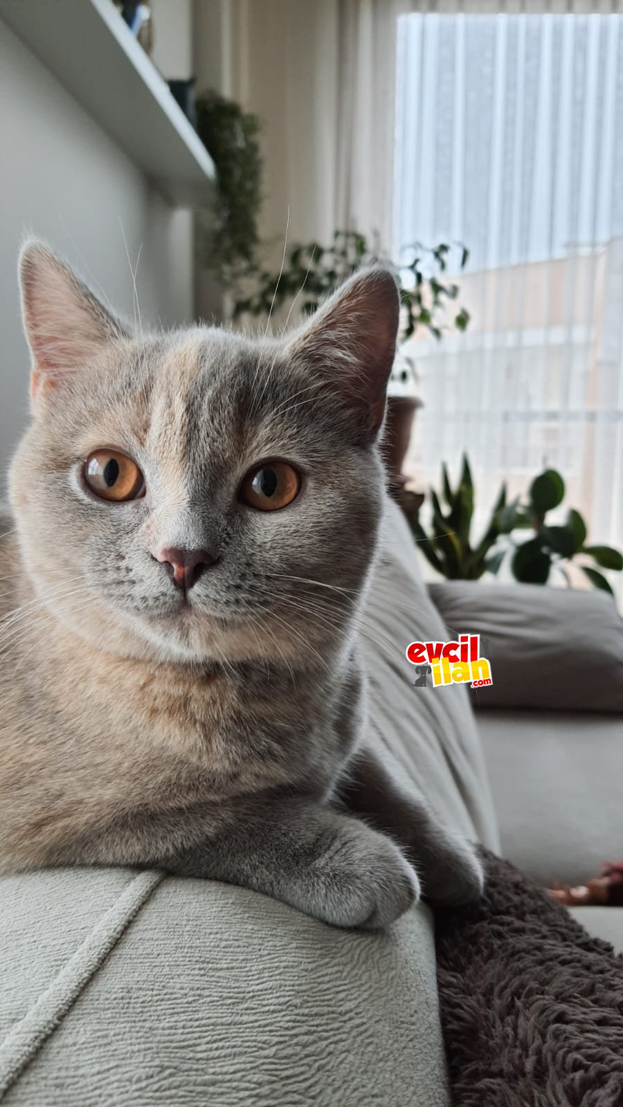 10 AYLIK DİŞİ SILVER BRITISH SHORTHAIR