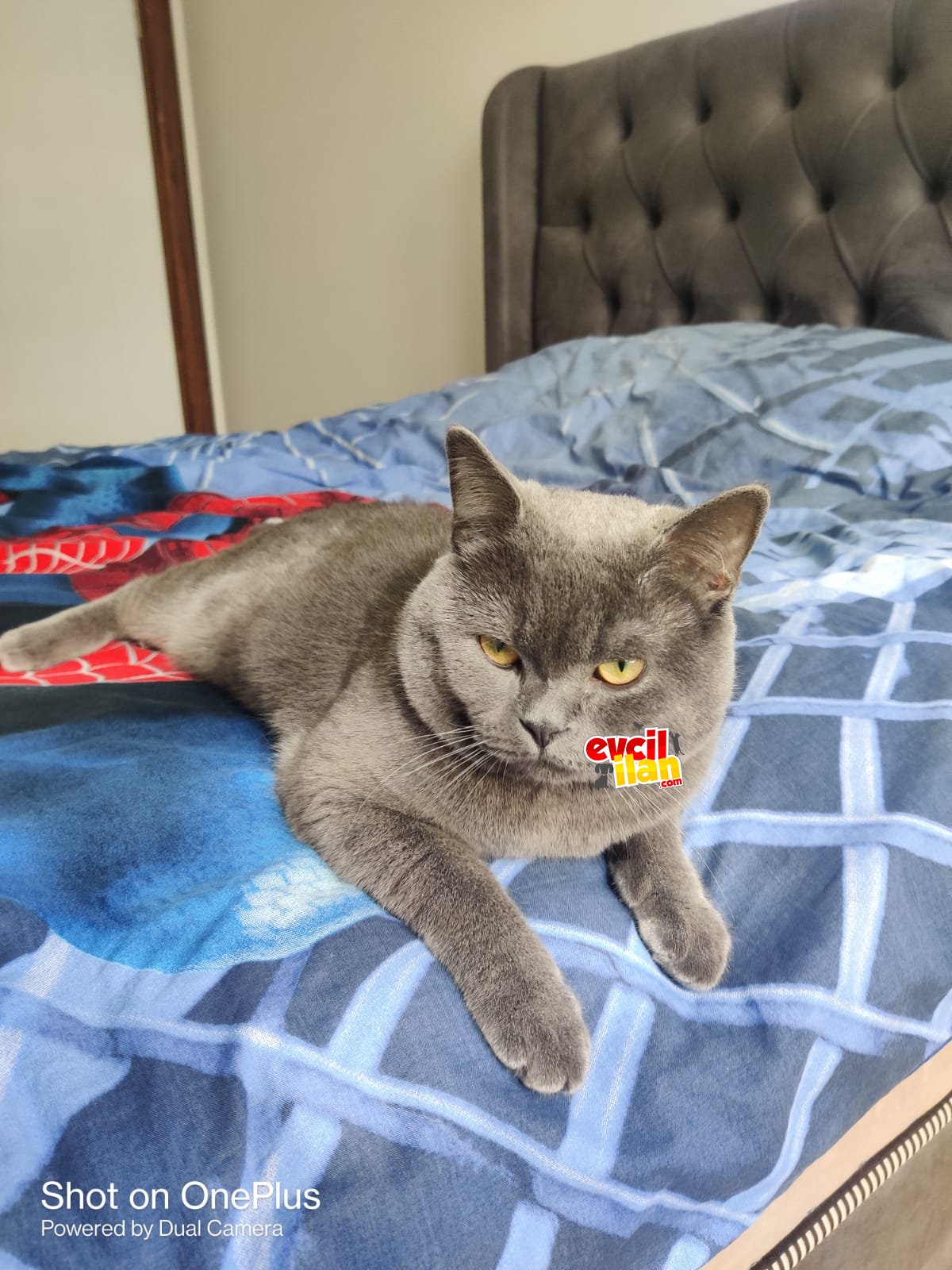 10 aylık erkek kedimiz paşa yeni evini arıyor 