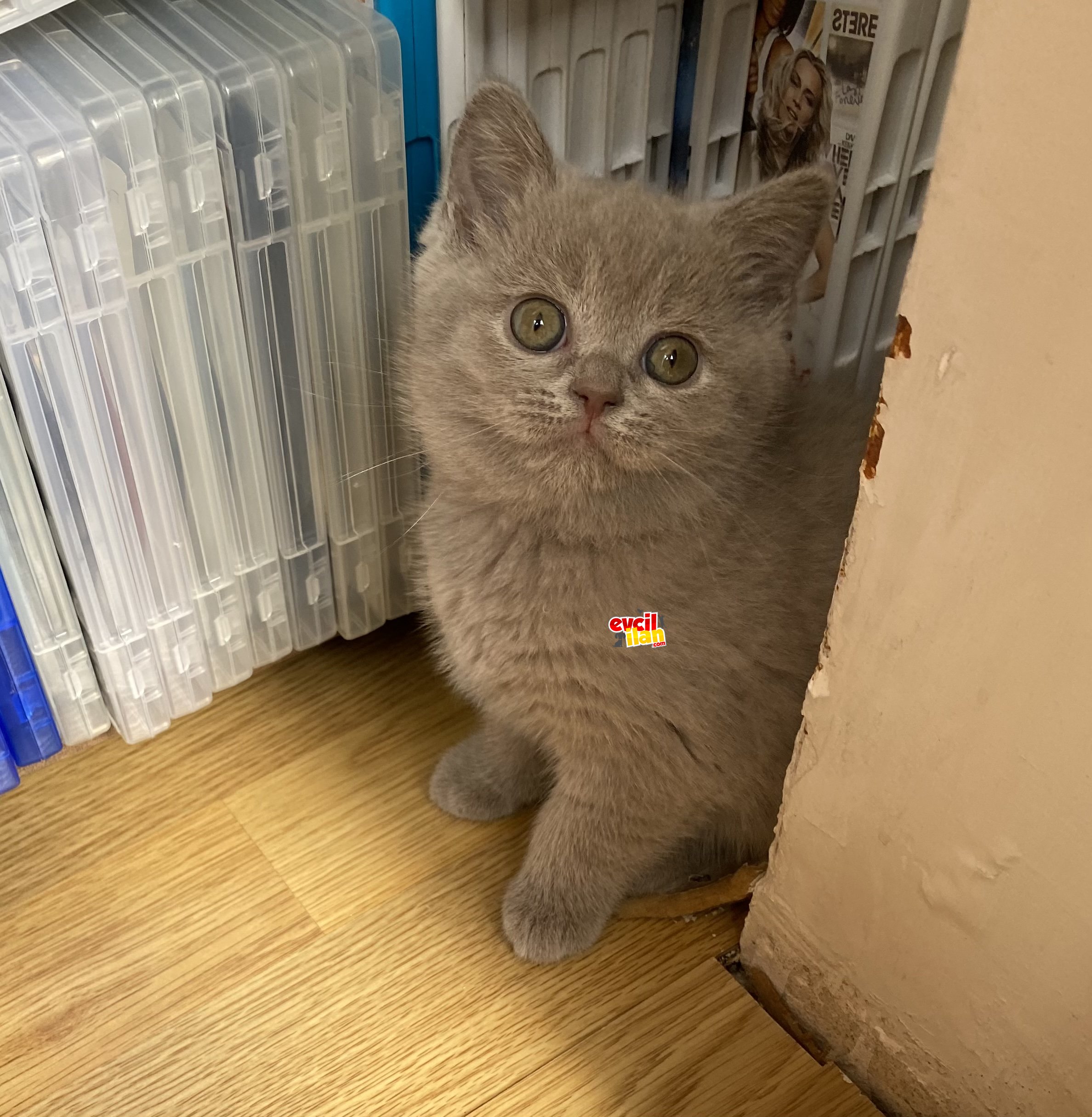 100% orjinal British Shorthair 