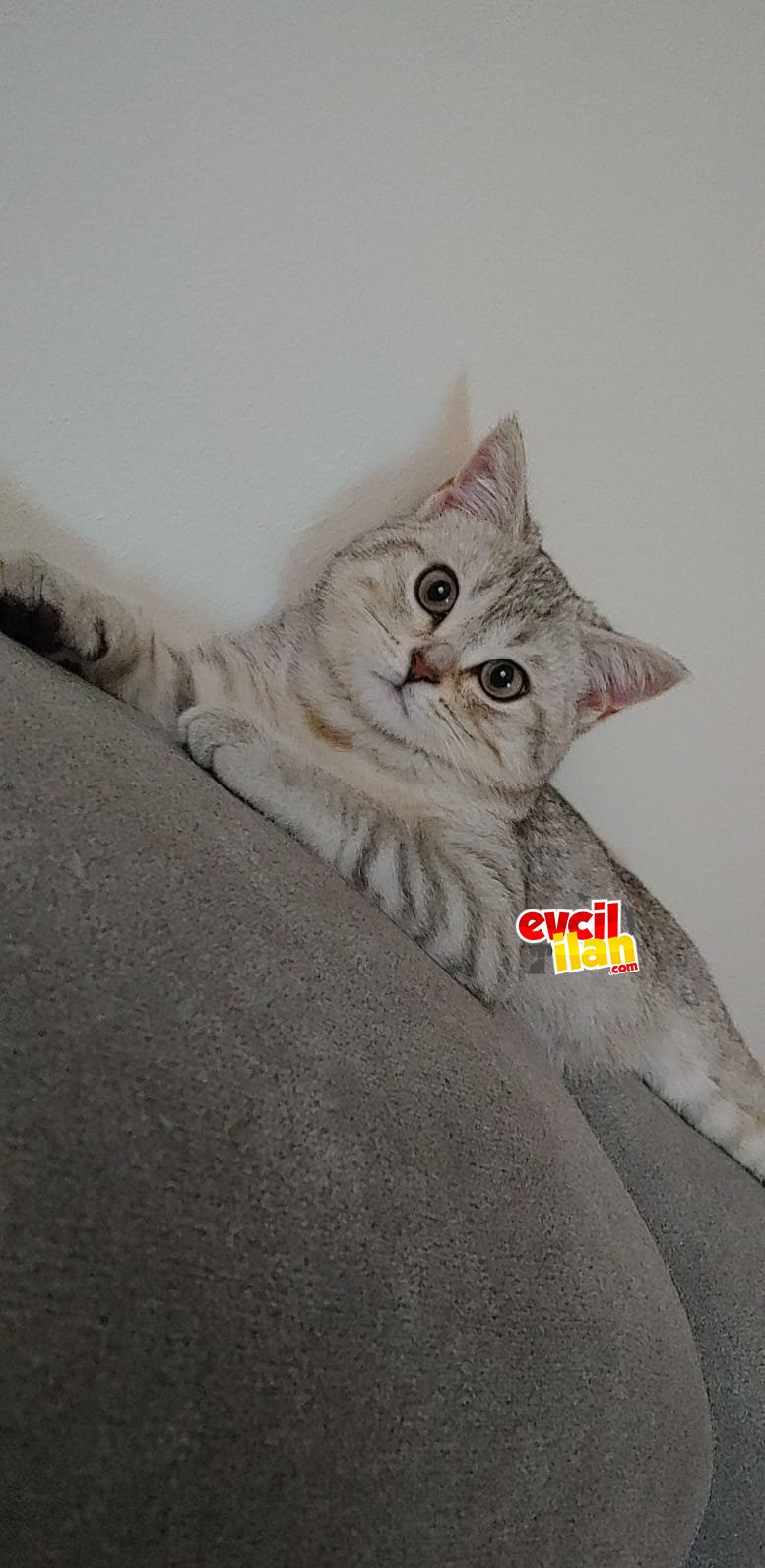 Çok sevecen oyuncu british shorthair