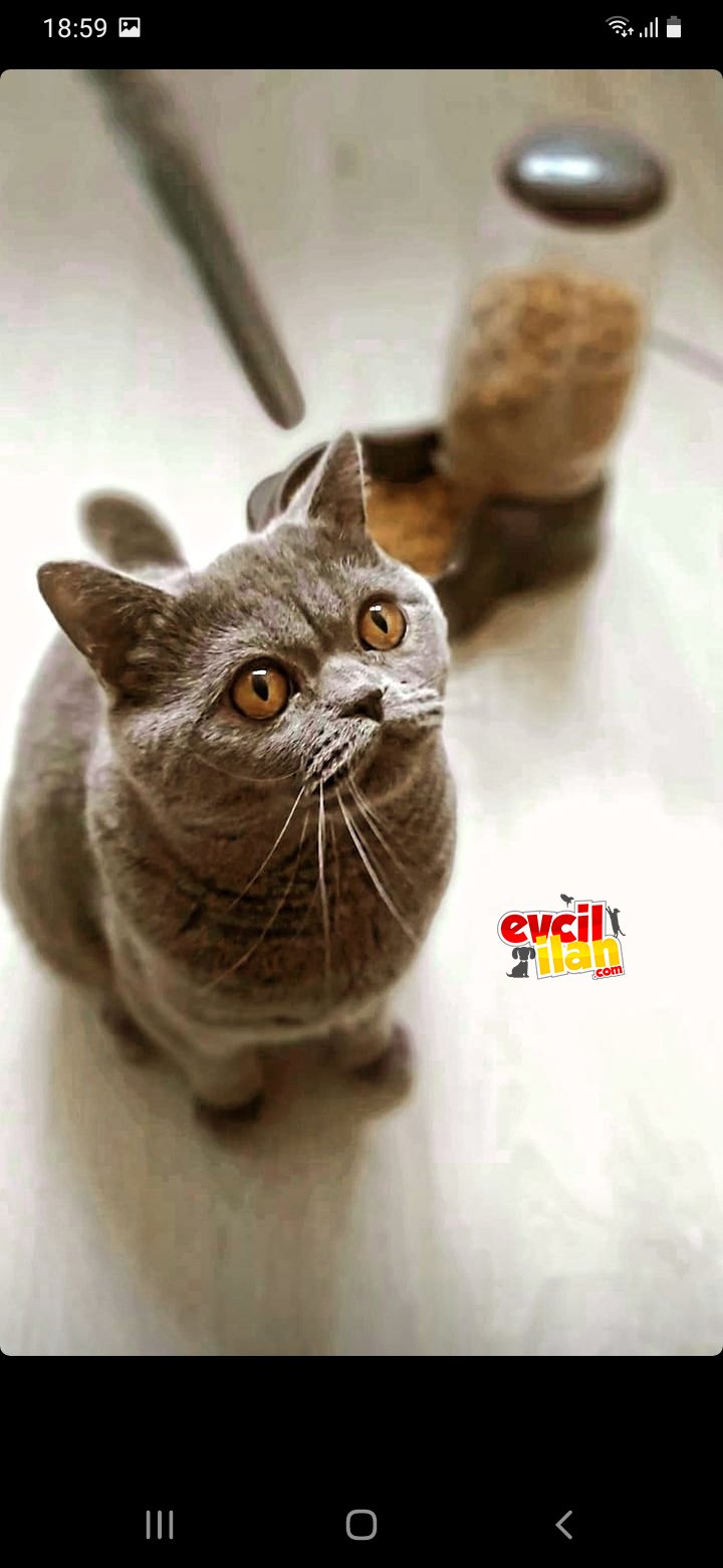 13 Aylık Oglumuzu Acillll sahiplendirecegiz 