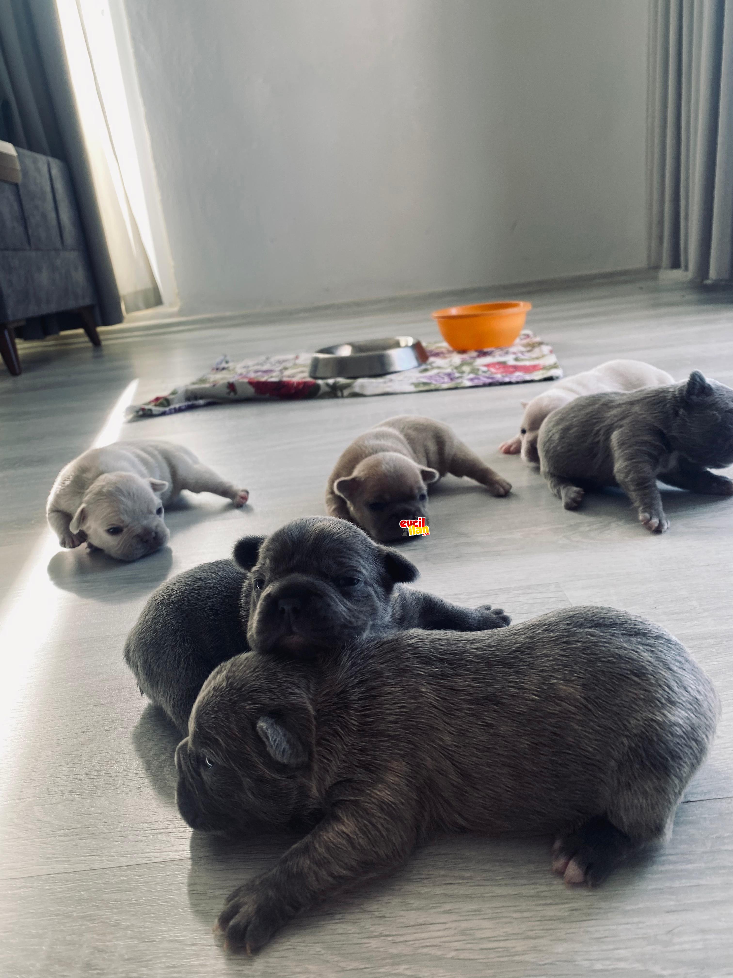 14 gunluk yavrular merle 