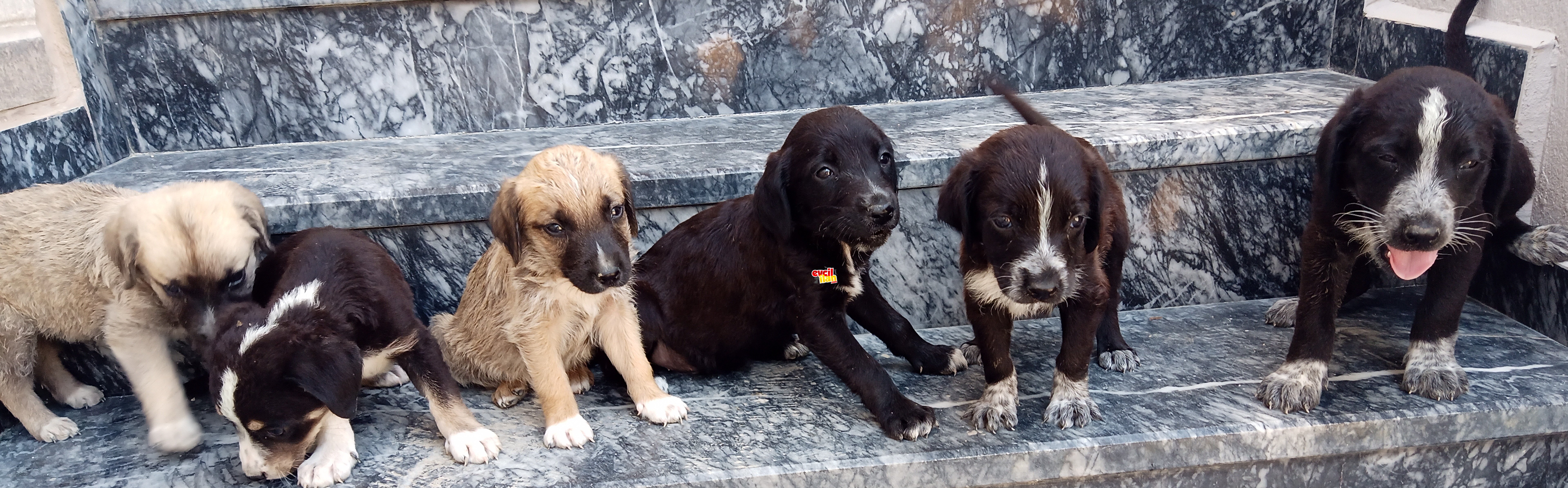 1.5 aylık anneleri labrador, melez 6 tane köpeğimiz vardır 