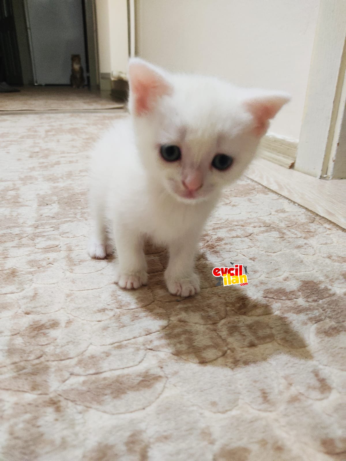 1.5 aylık beyaz dişi 