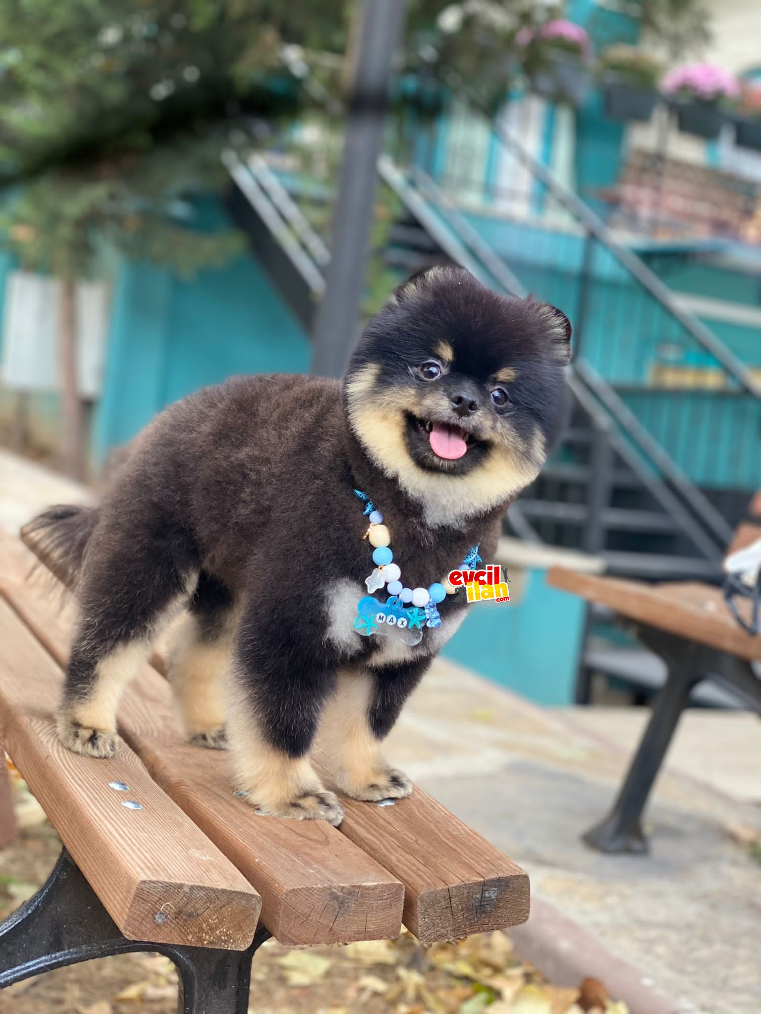 15 aylık Black and Tan Renk Pomeranian Boo 