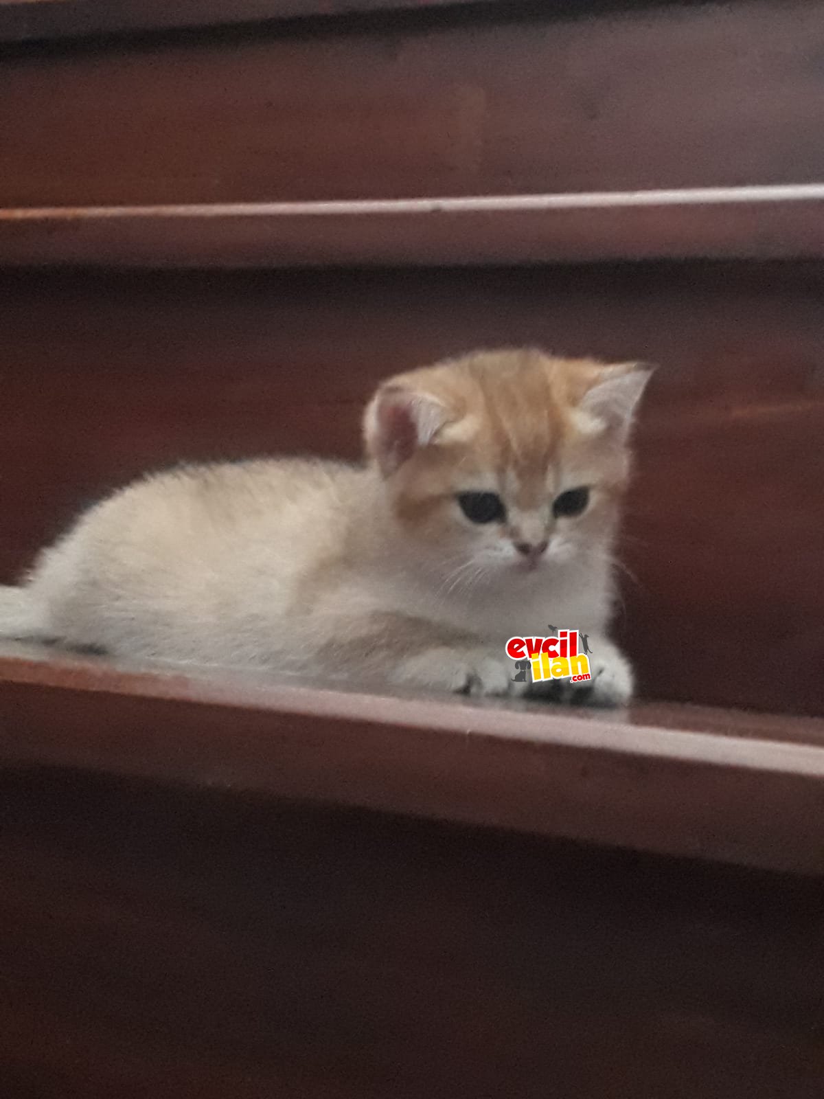 1.5 aylık çok tatlı british shorthair