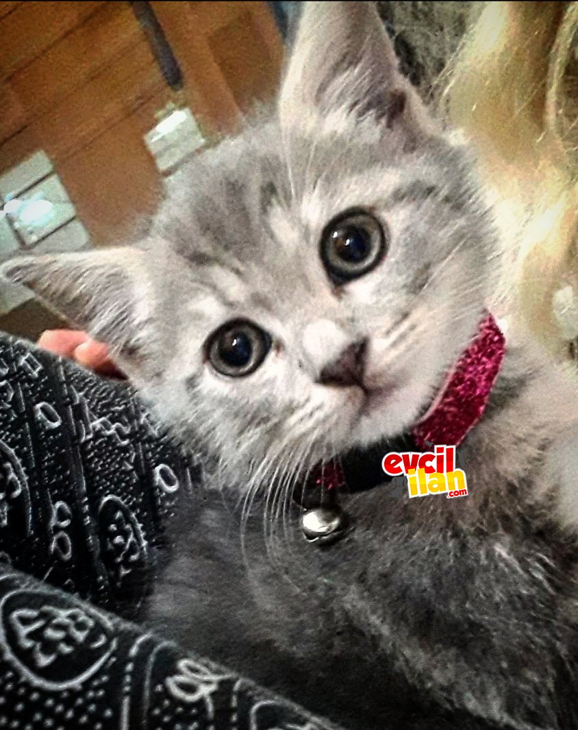 1.5 Aylık çok uysal Dişi 