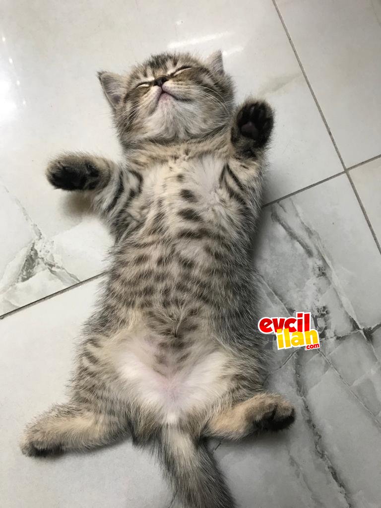 1.5 Aylık Dişi British Silver Tabby