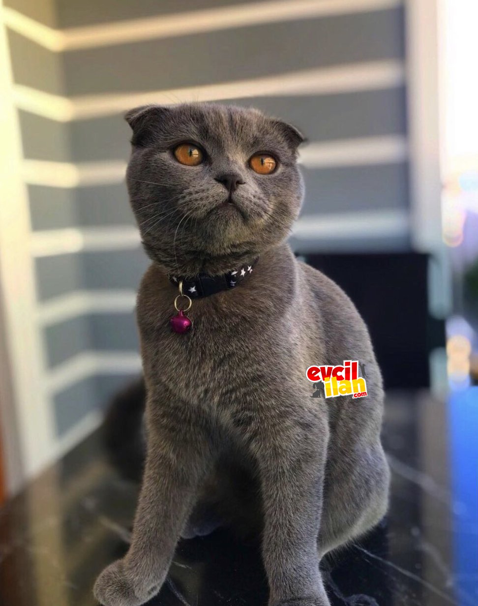 15 aylık dişi scottish fold 