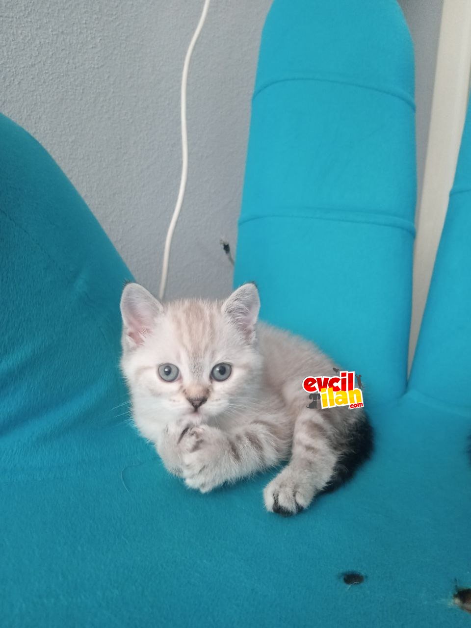 1,5 aylık dışı 