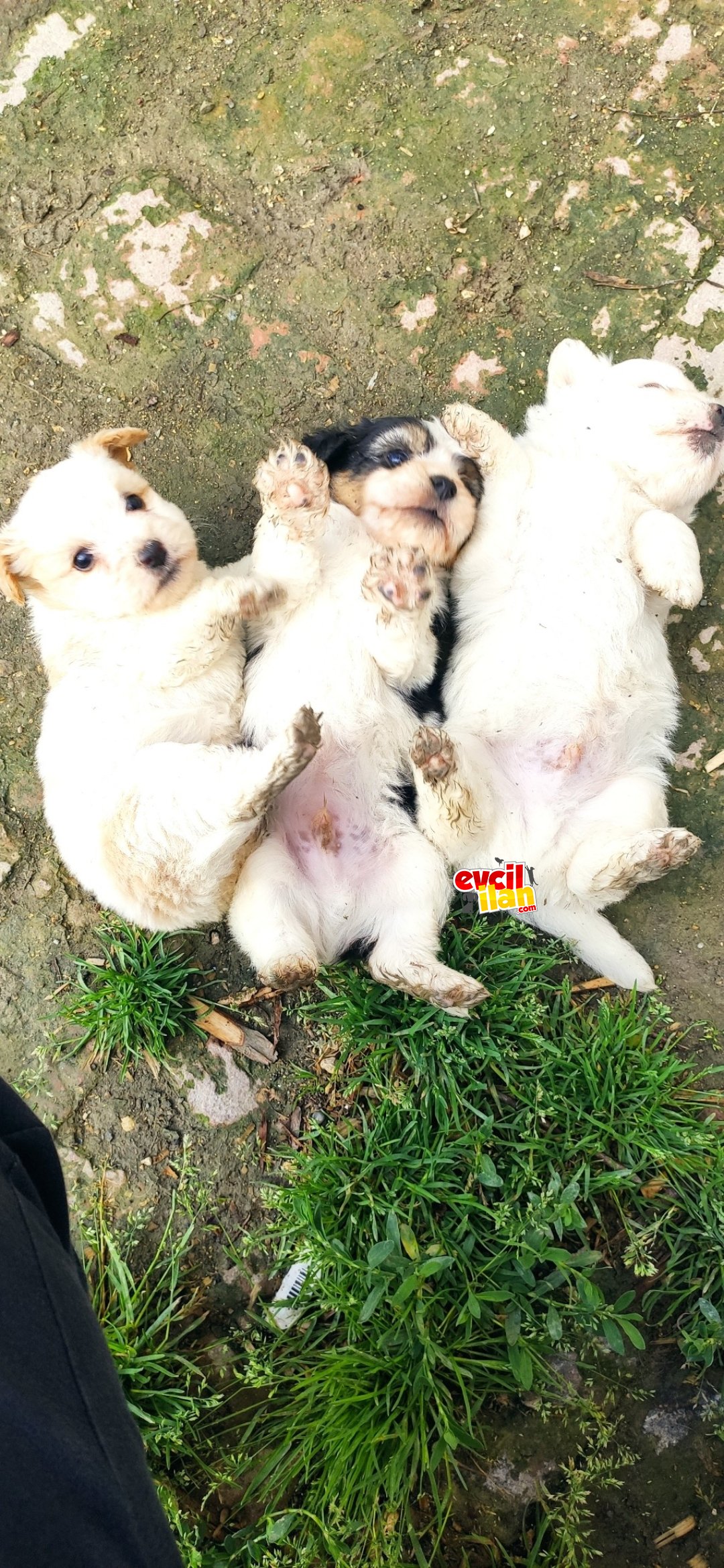 1.5 aylık safkan maltese terrier yavruları