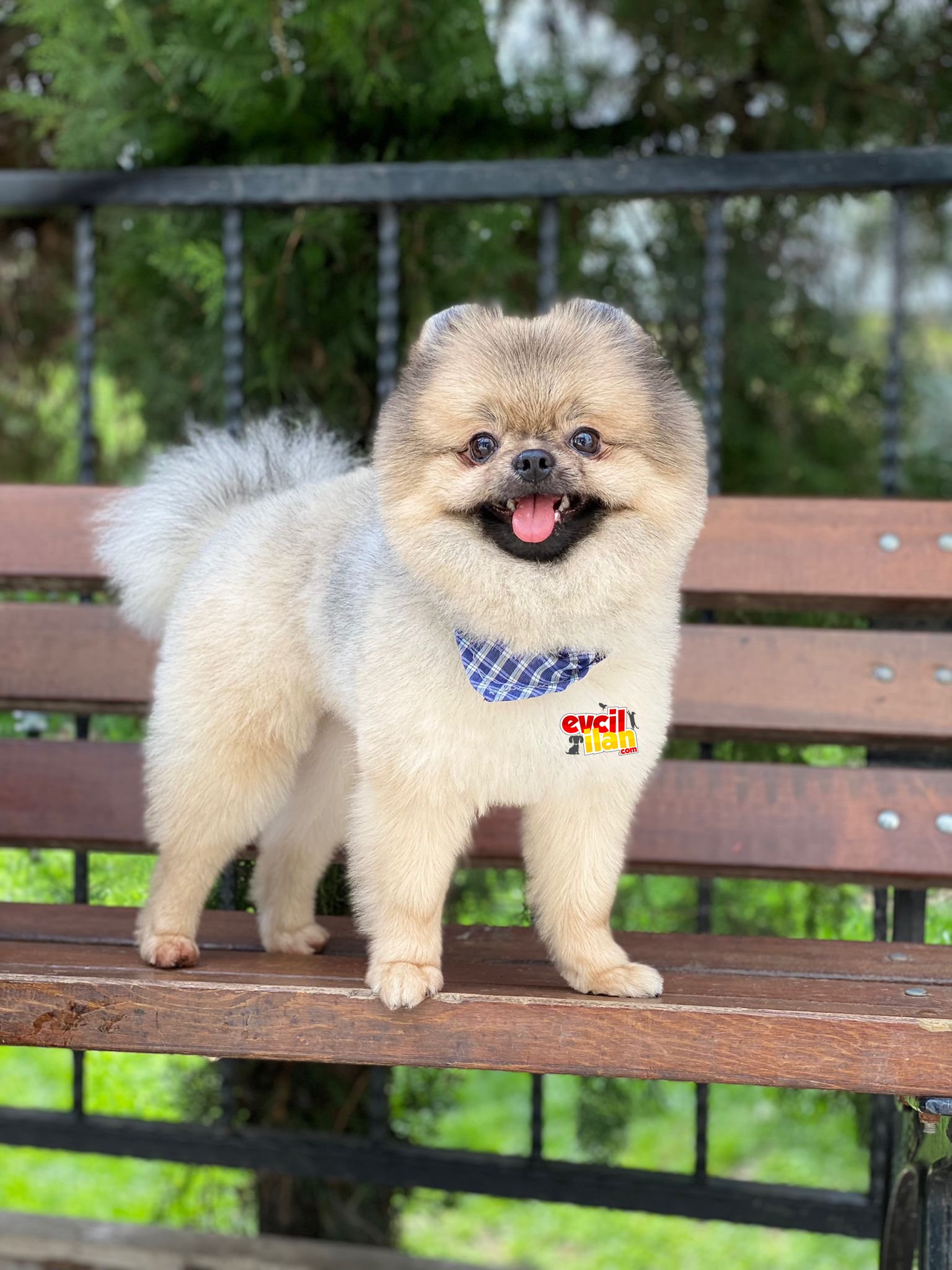 15 Aylık Teddy Face Pomeranian Boo