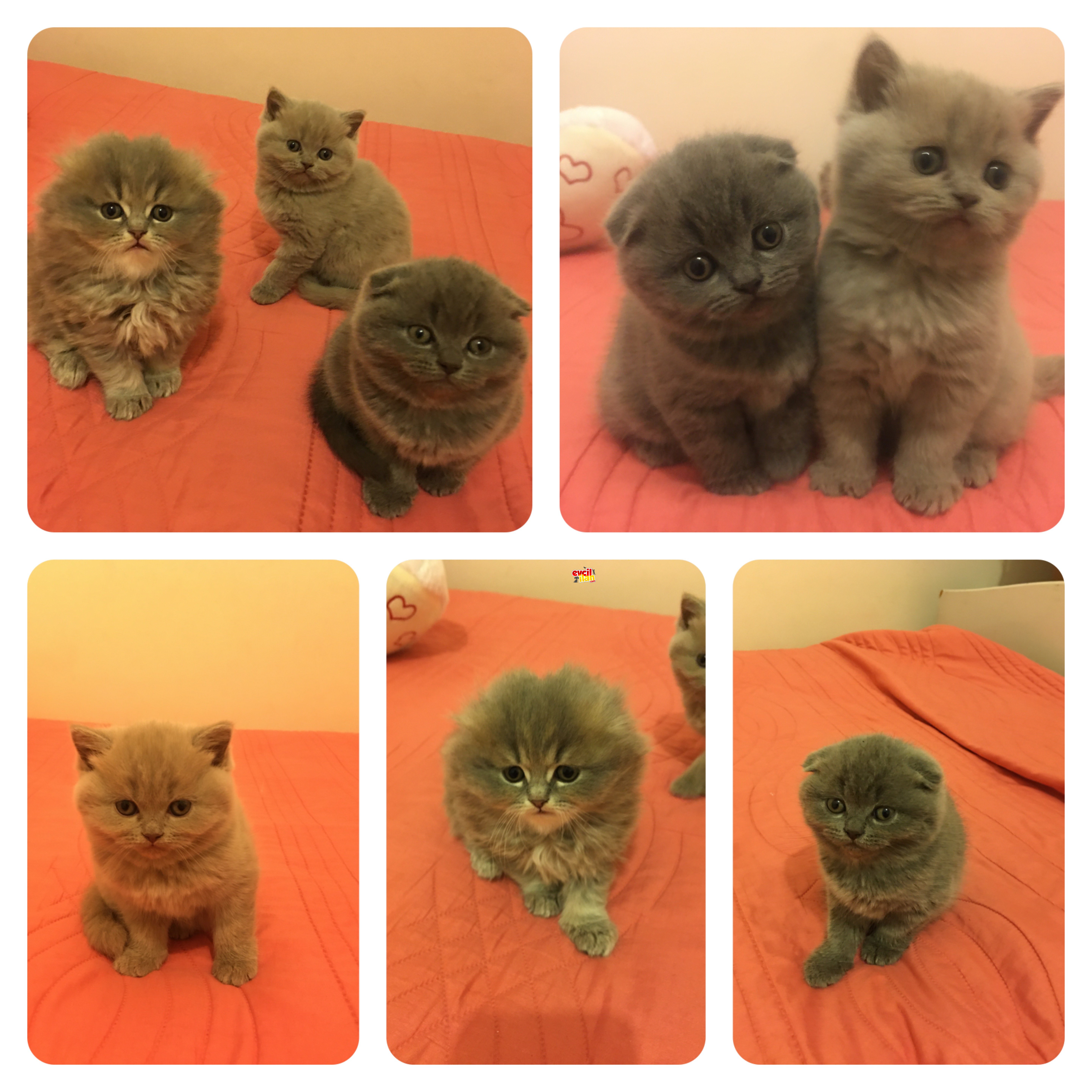 1.5 aylık yavrularımız yeni sahiplerini bekliyor 