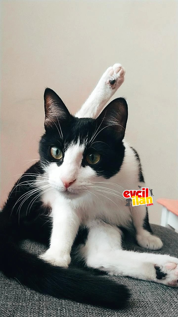 1.5 senelik dost smokin kedi