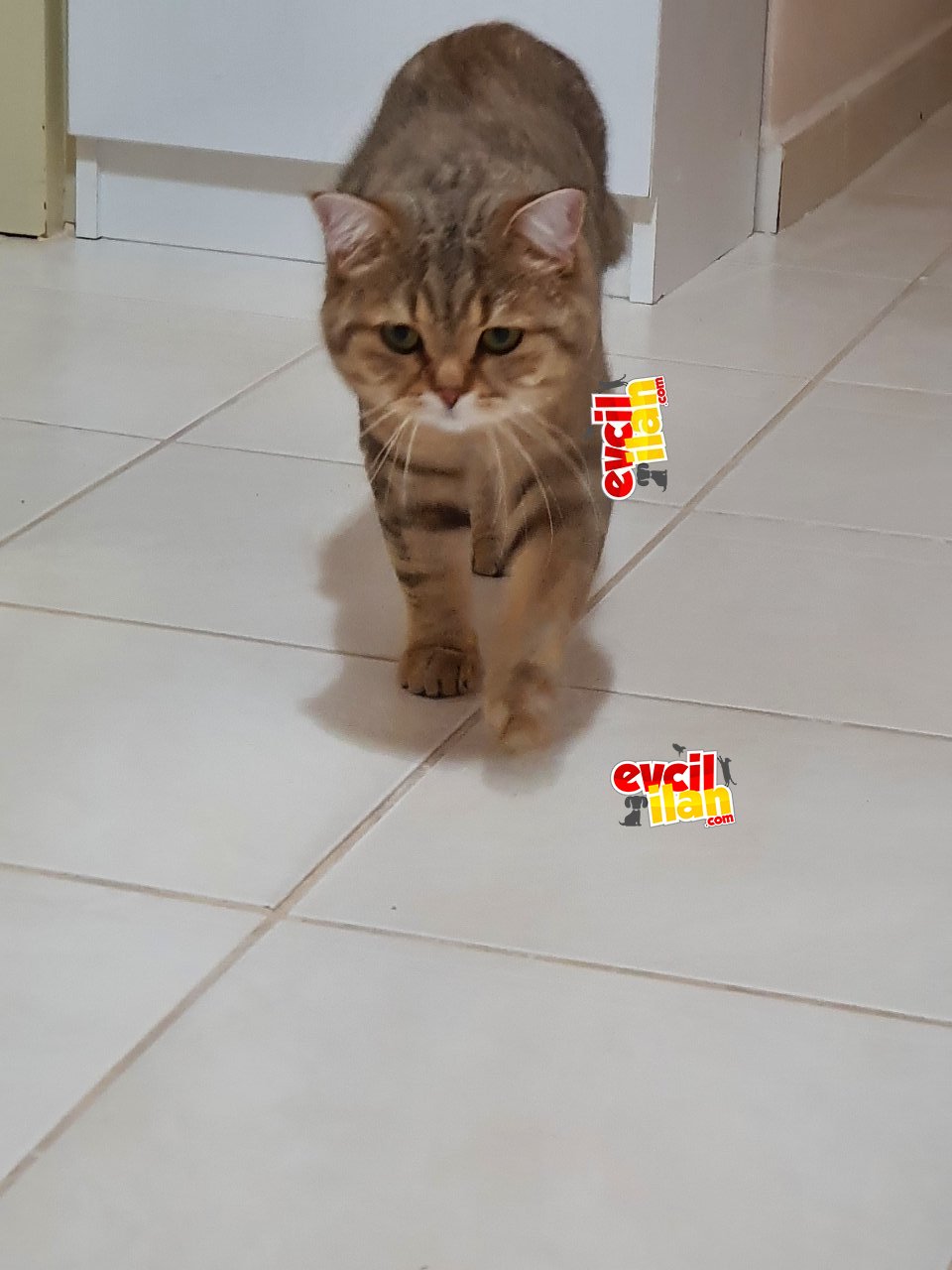 1.5 yas erkek British Shorthair 