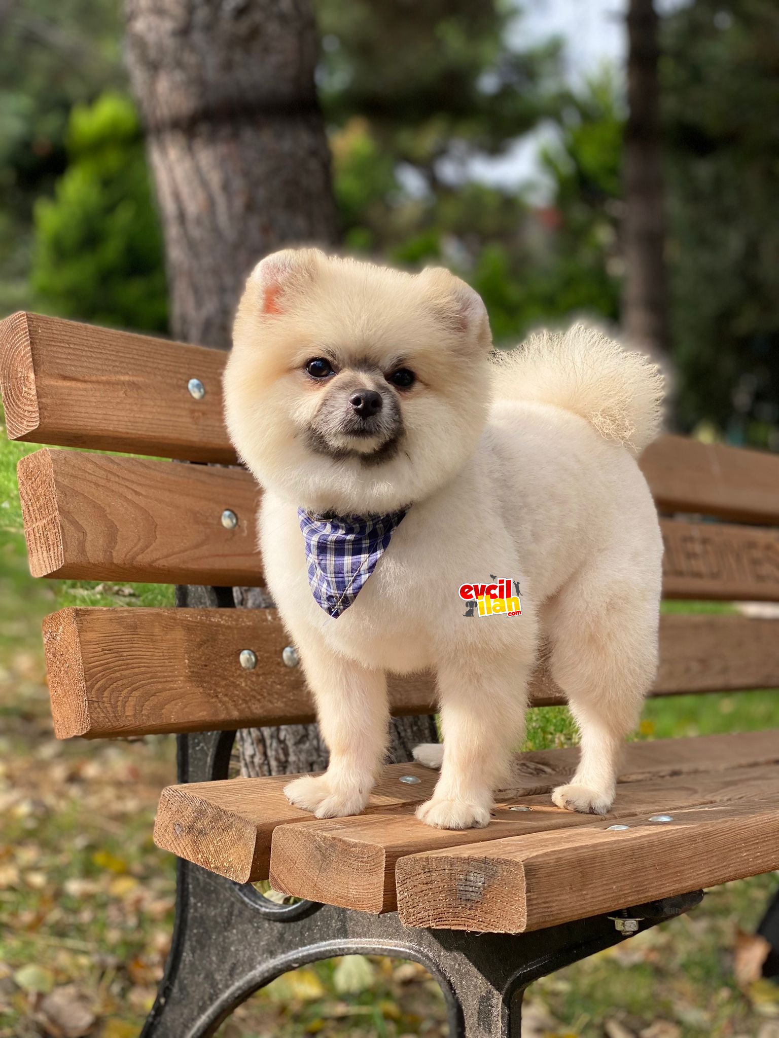 1,5 Yaş Erkek Pomeranian Boo