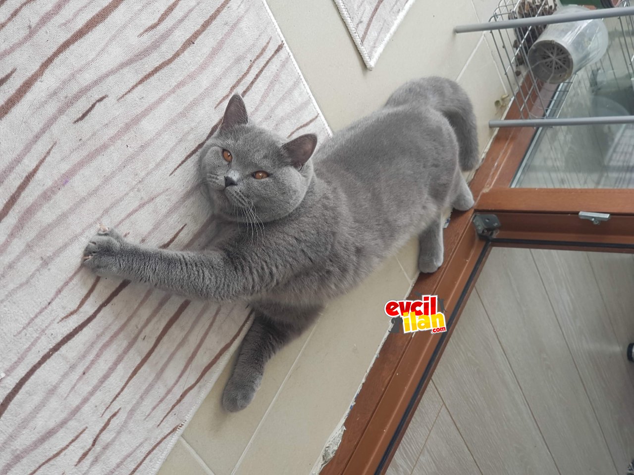 1.5 Yaşında Erkek Safkan British shorhair
